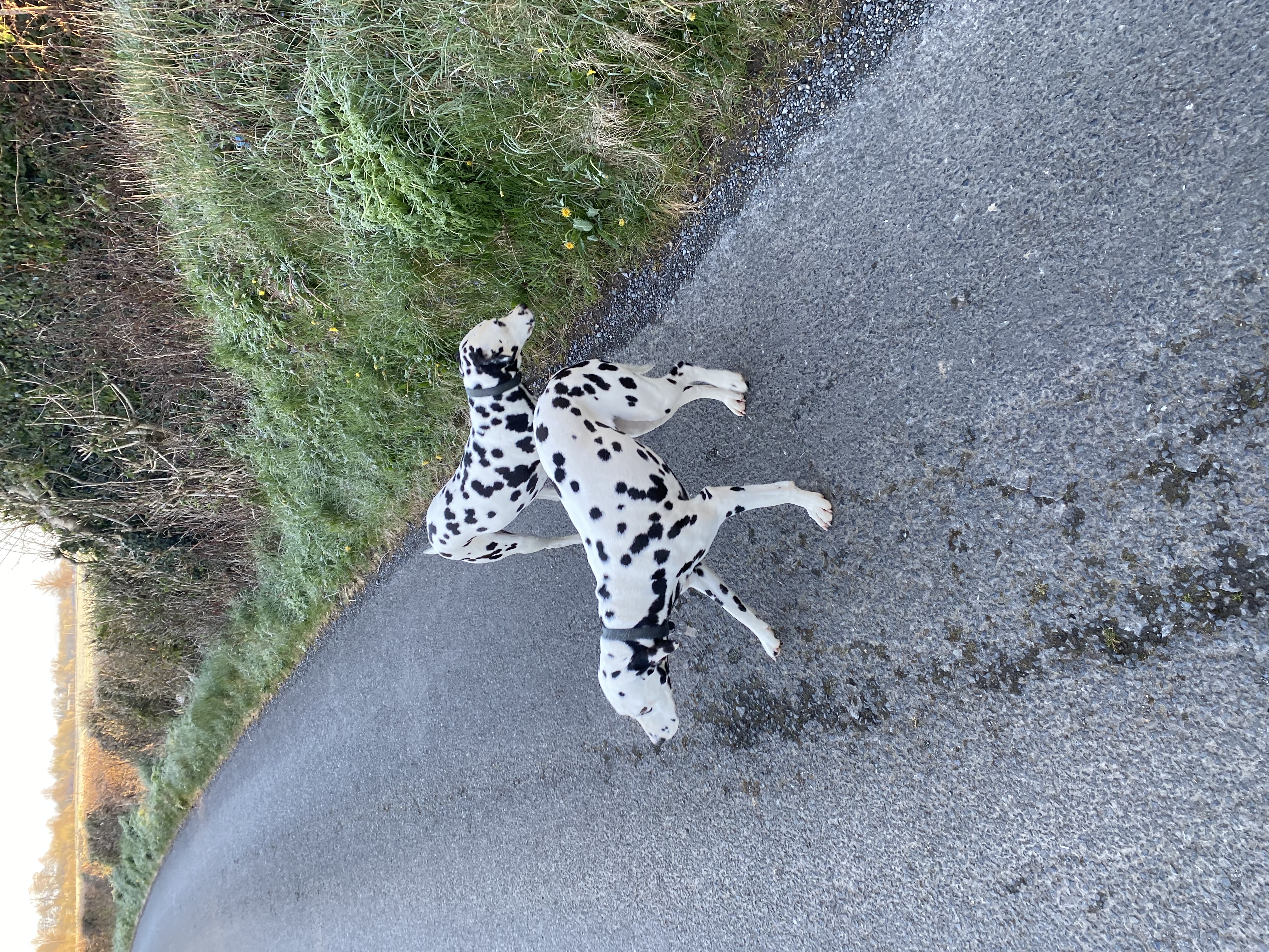 Dog Image