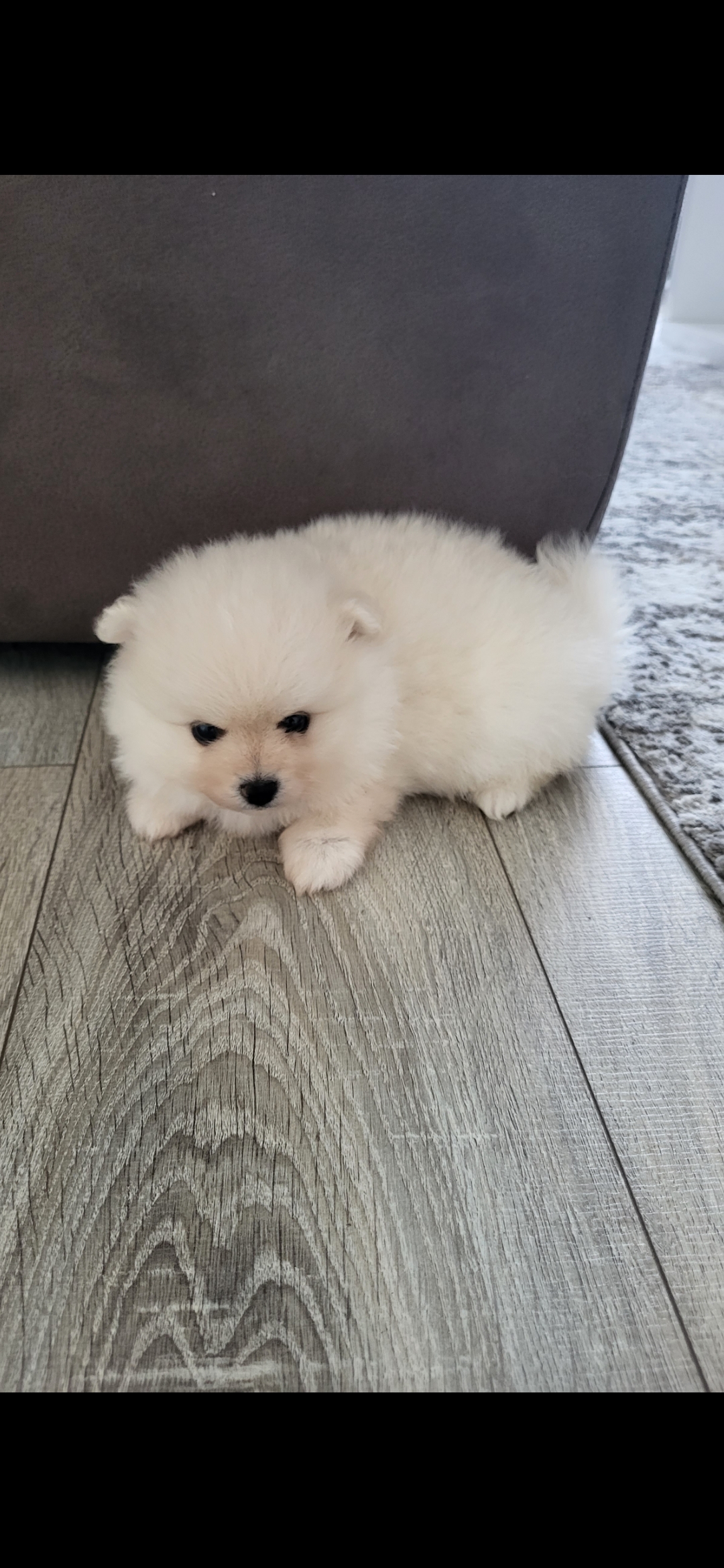 Dog Image