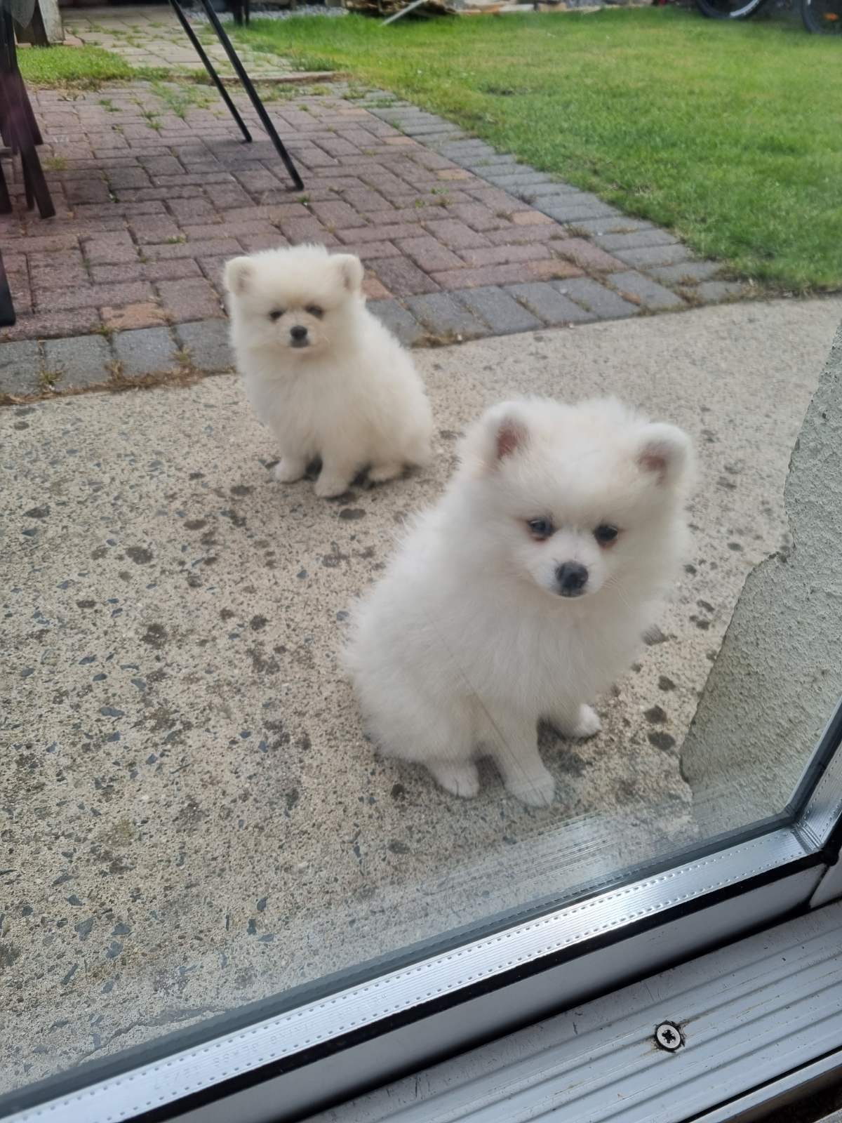 Dog Image