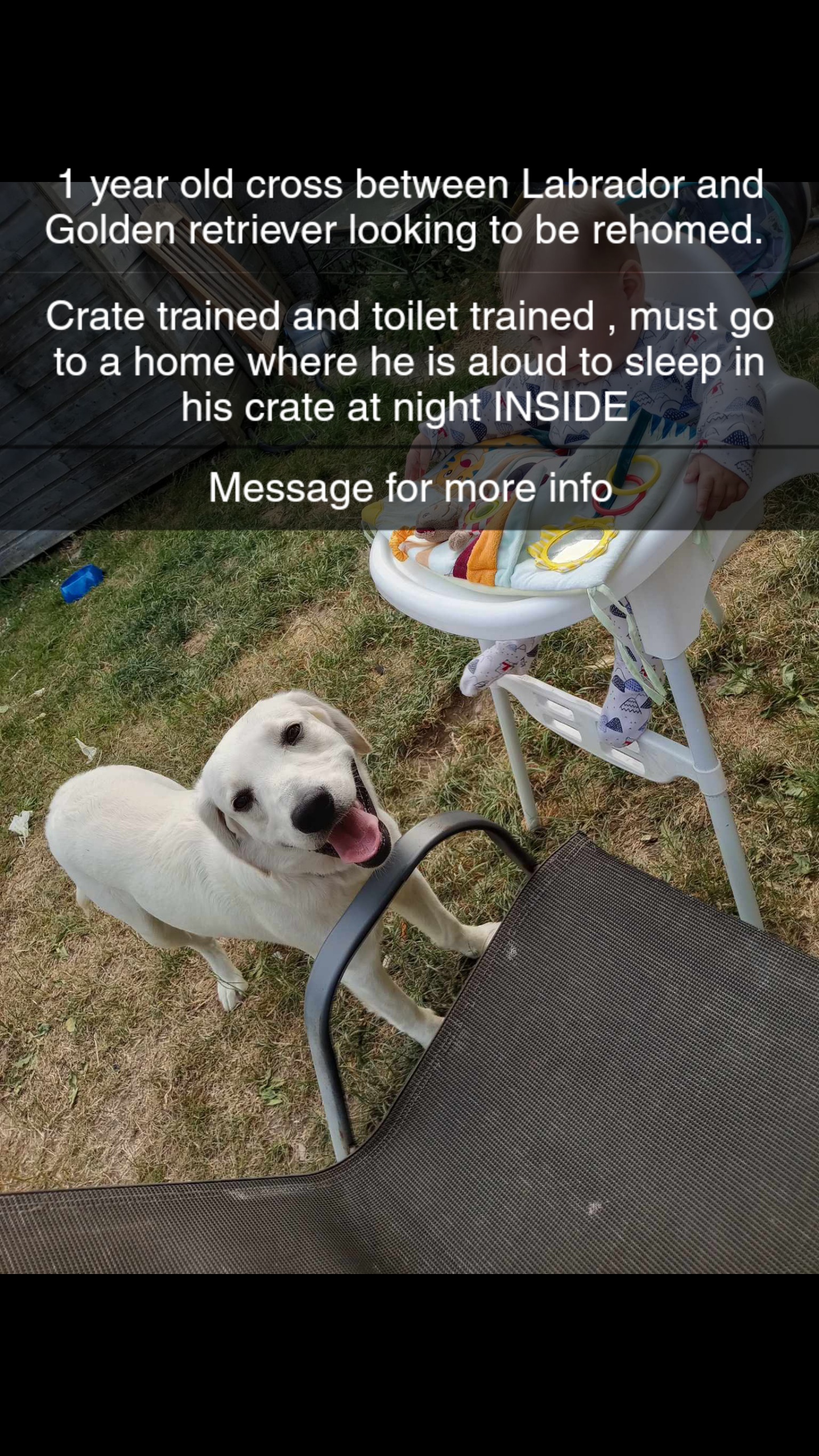 Dog Image