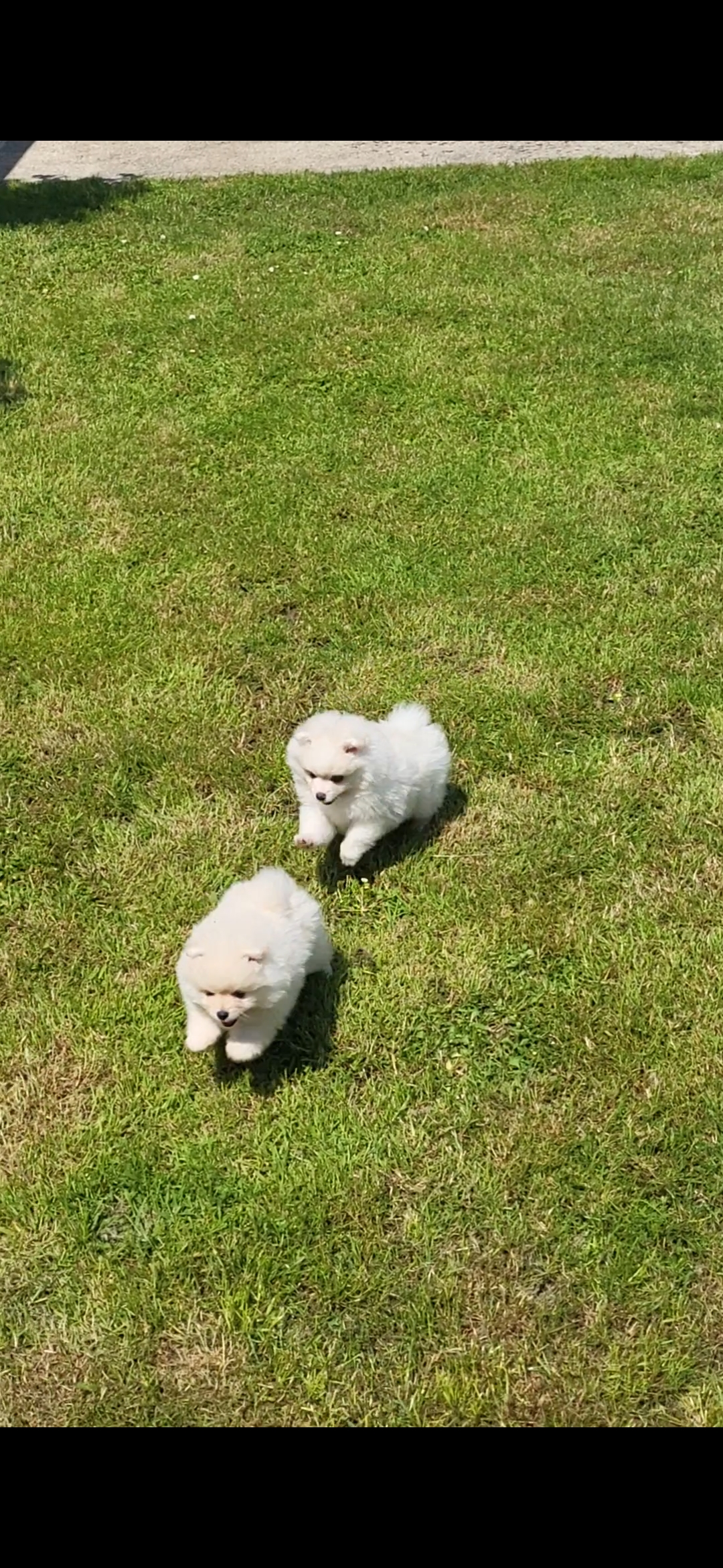 Dog Image