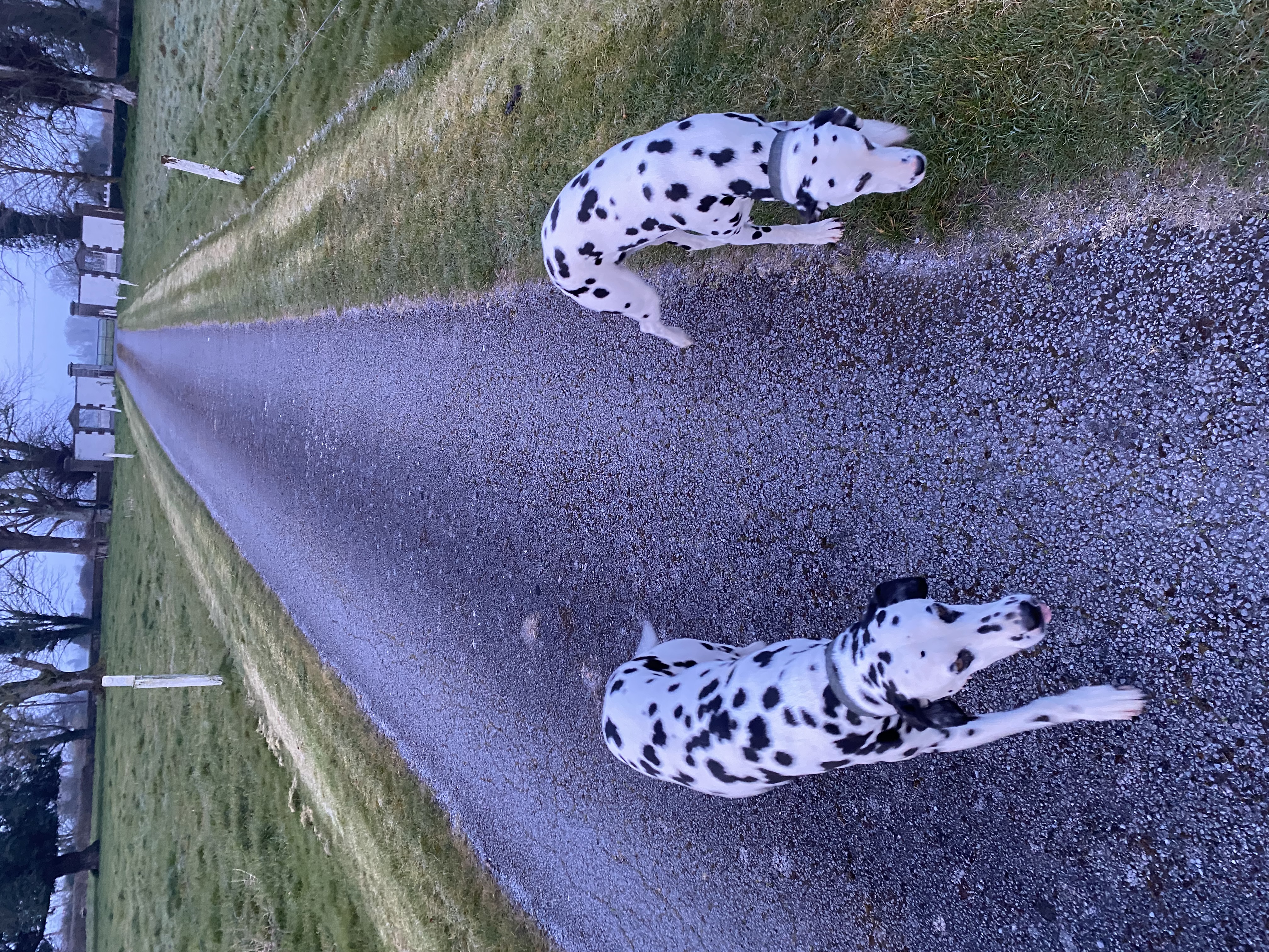 Dog Image
