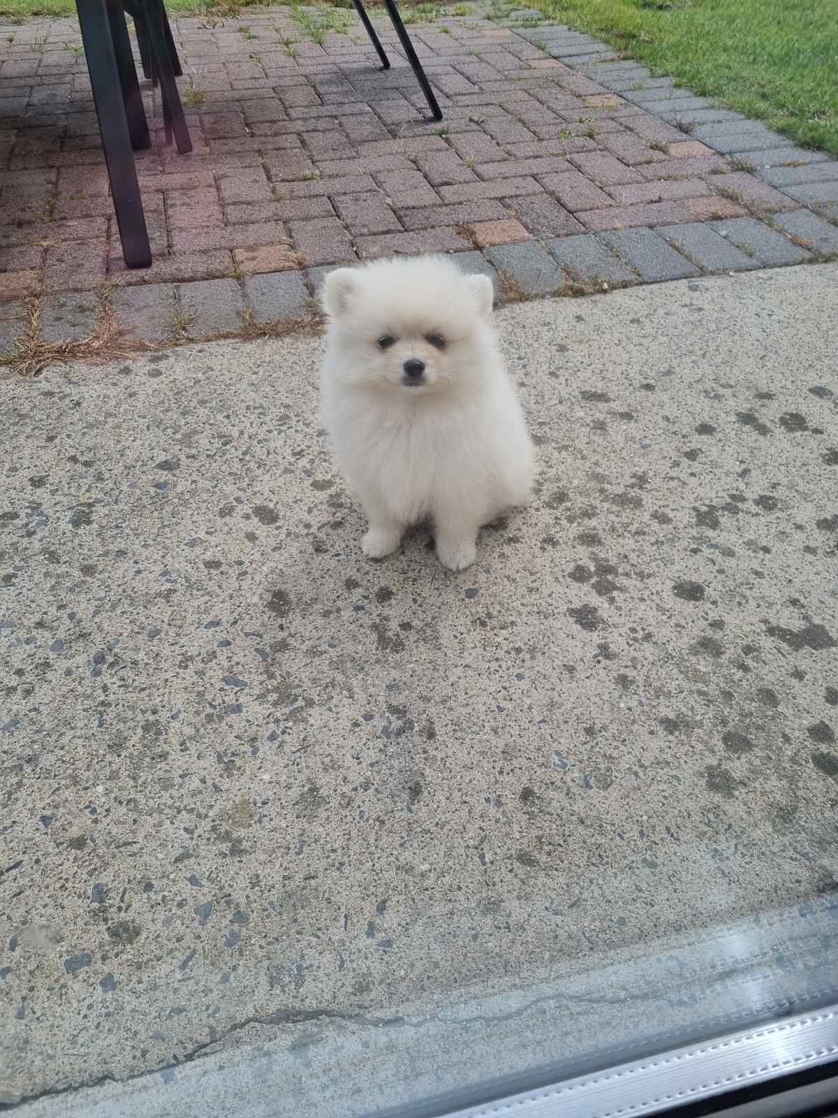 Dog Image