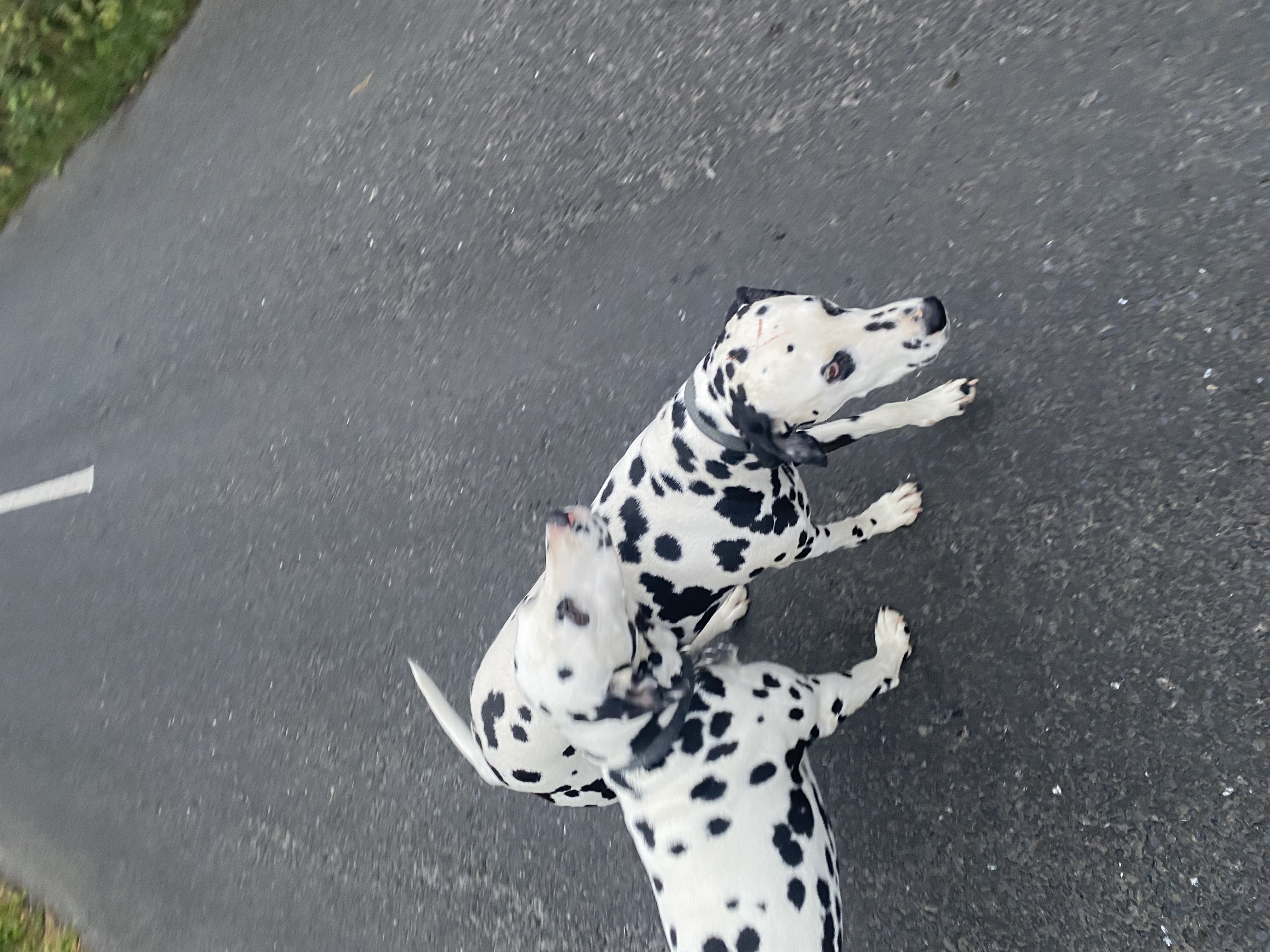 Dog Image