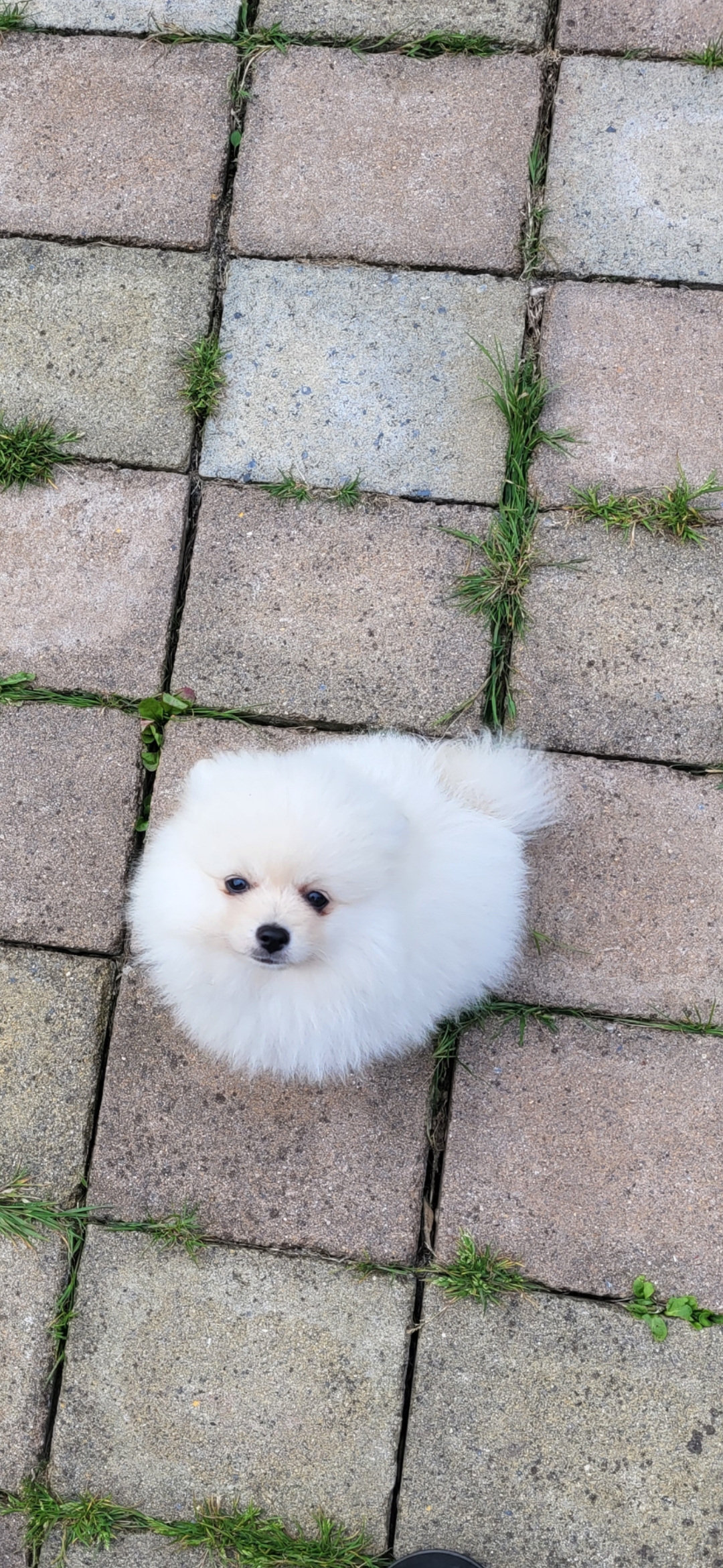 Dog Image
