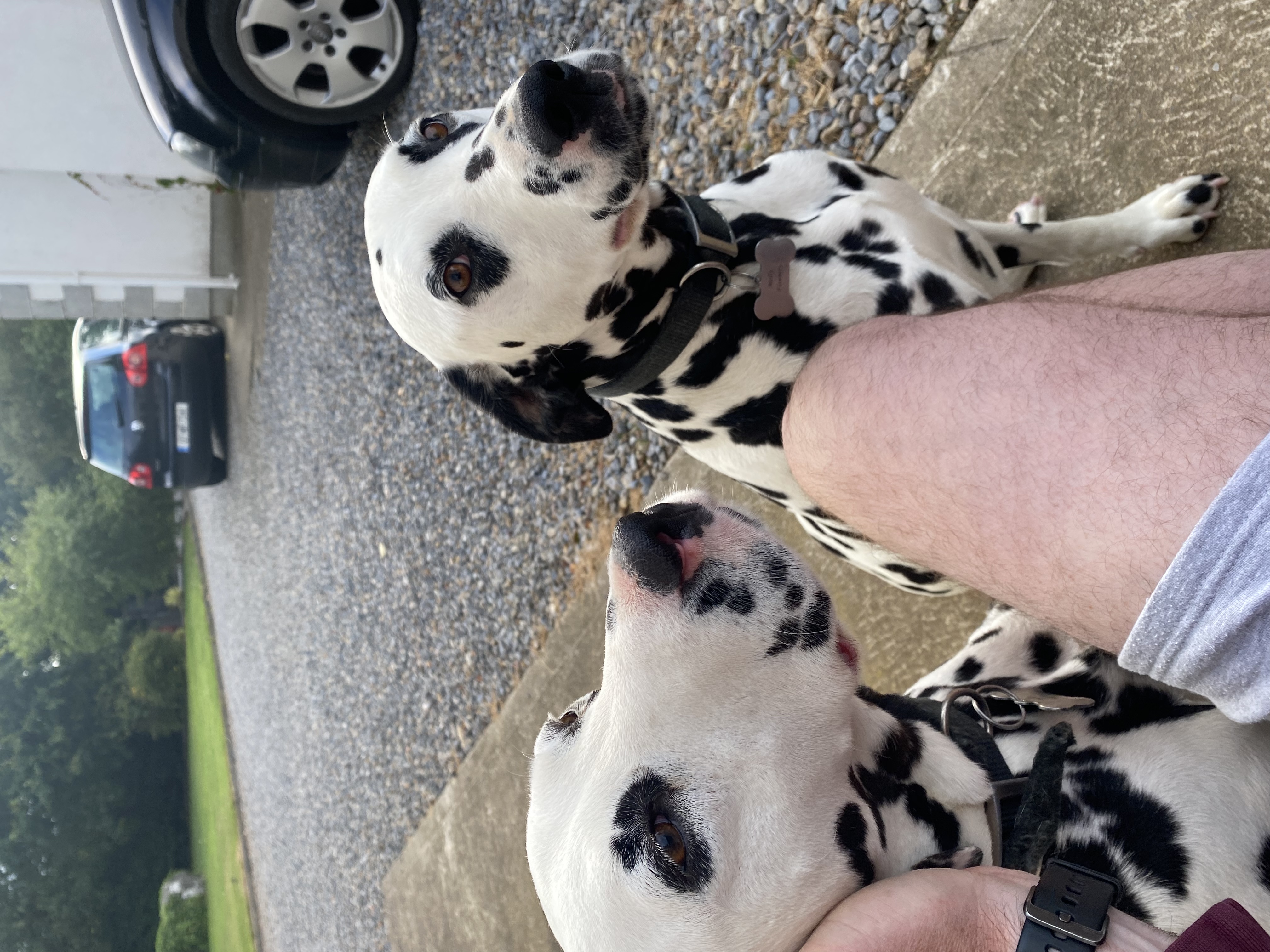 Dog Image
