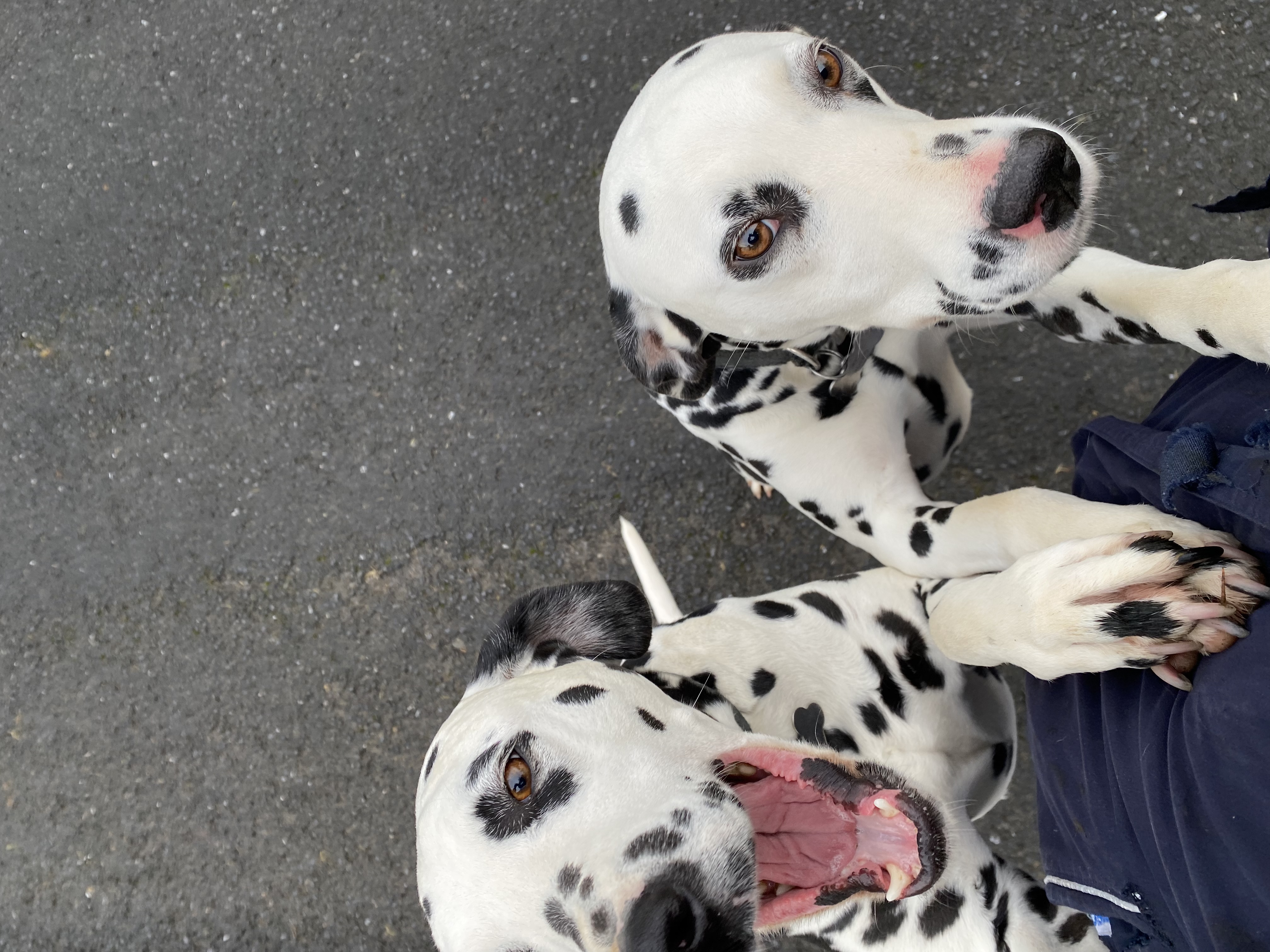 Dog Image