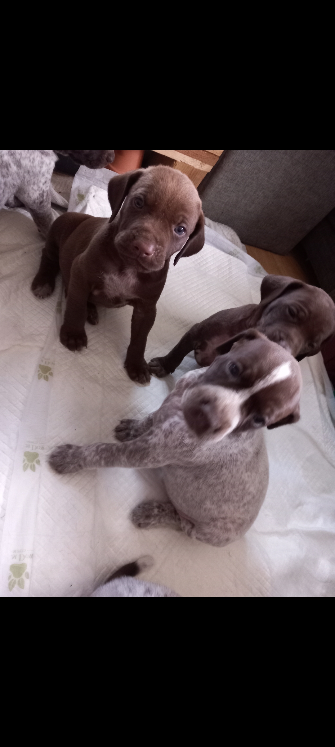 Dog Image