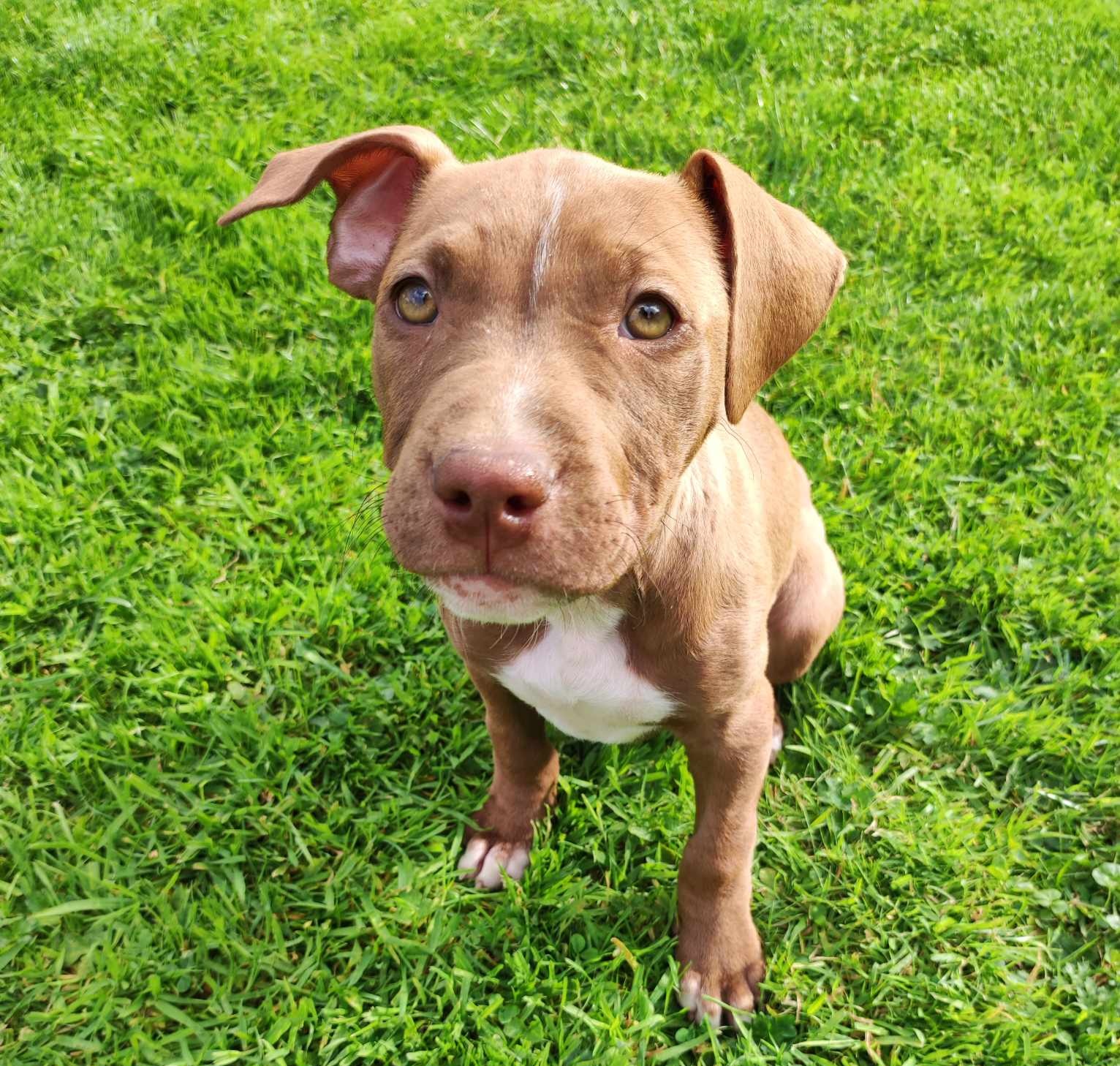 Dog Image