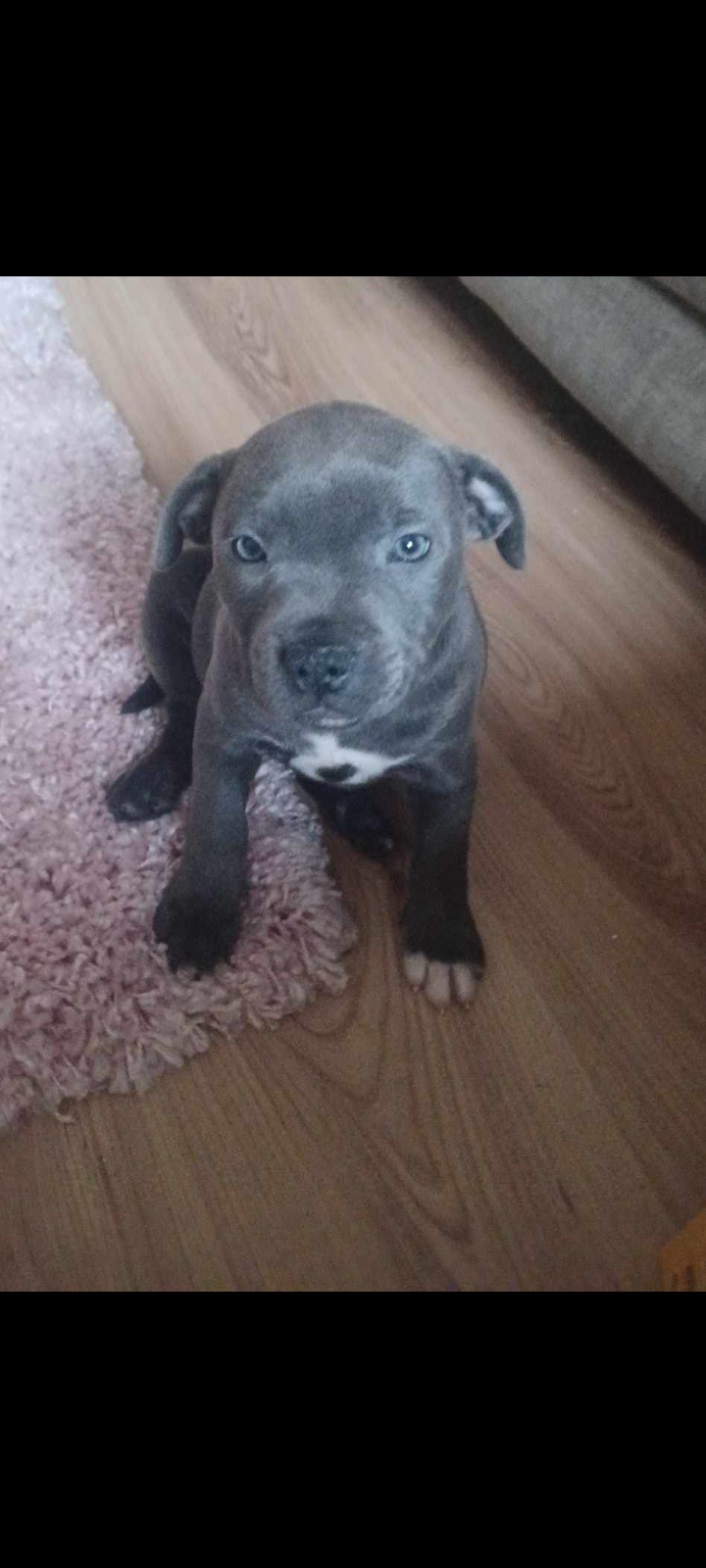 Dog Image