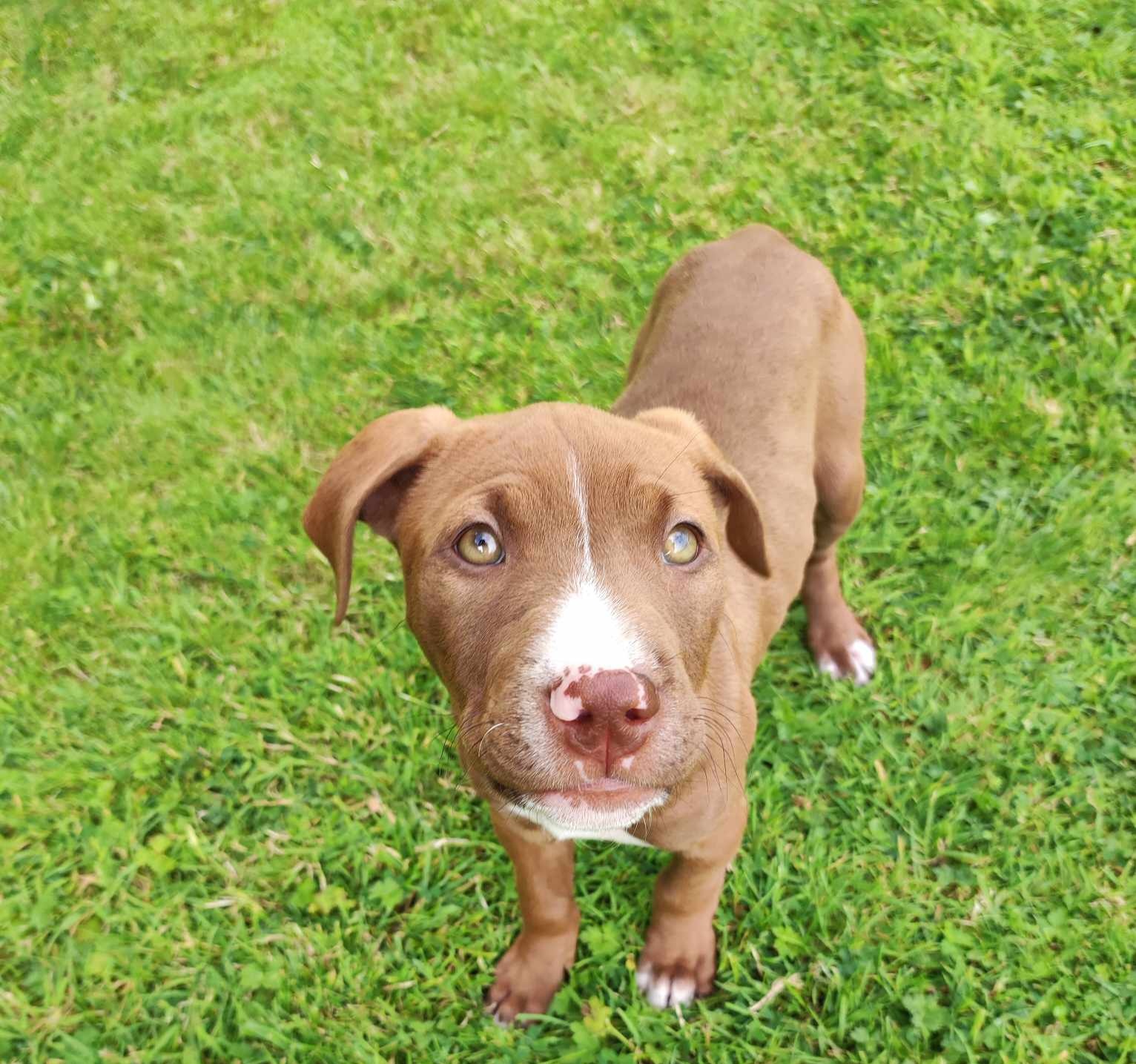 Dog Image