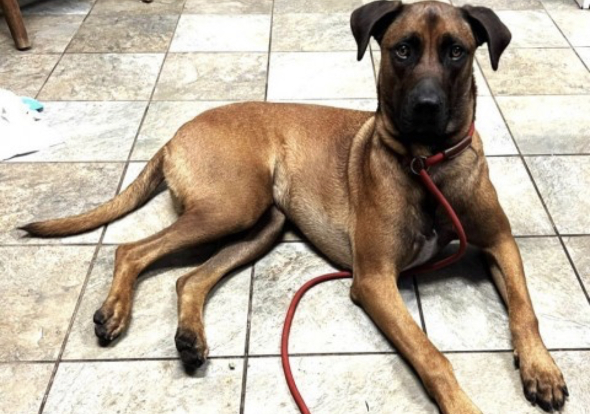 Dog Image