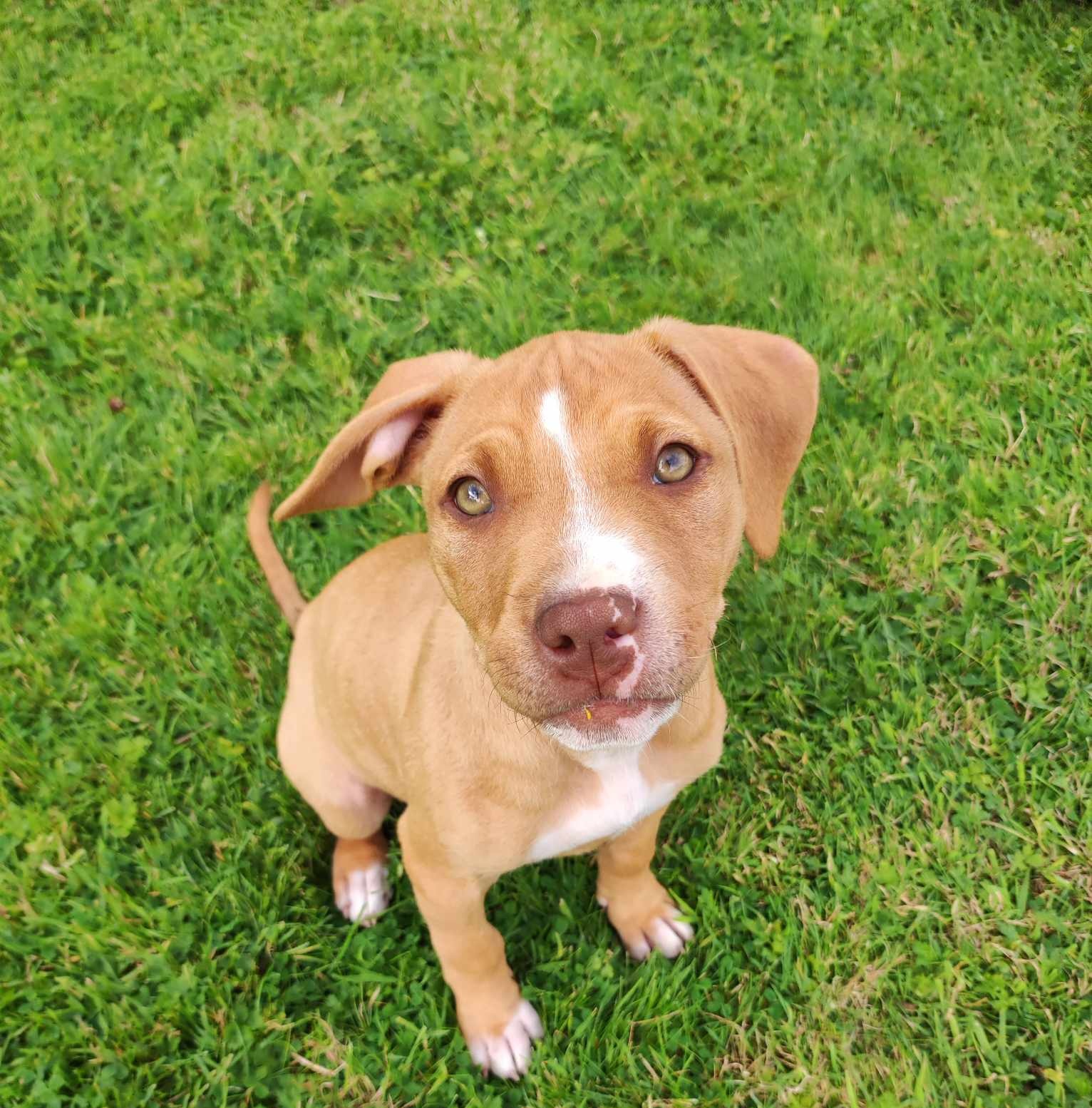 Dog Image