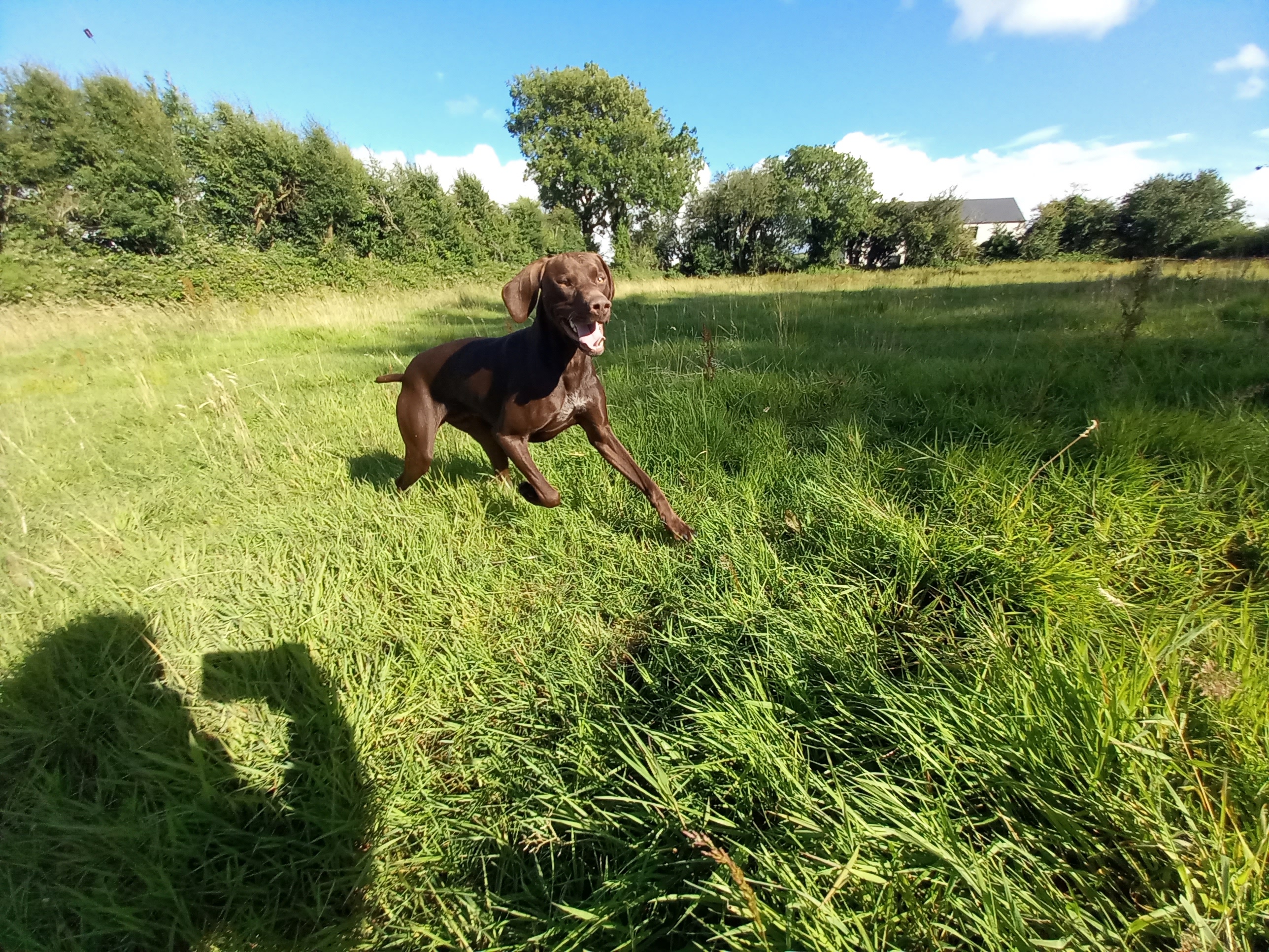 Dog Image