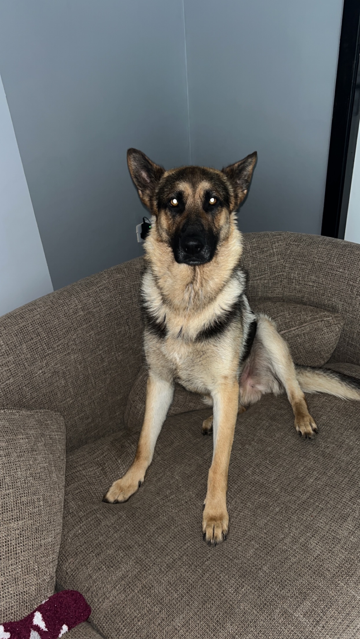 Dog Image