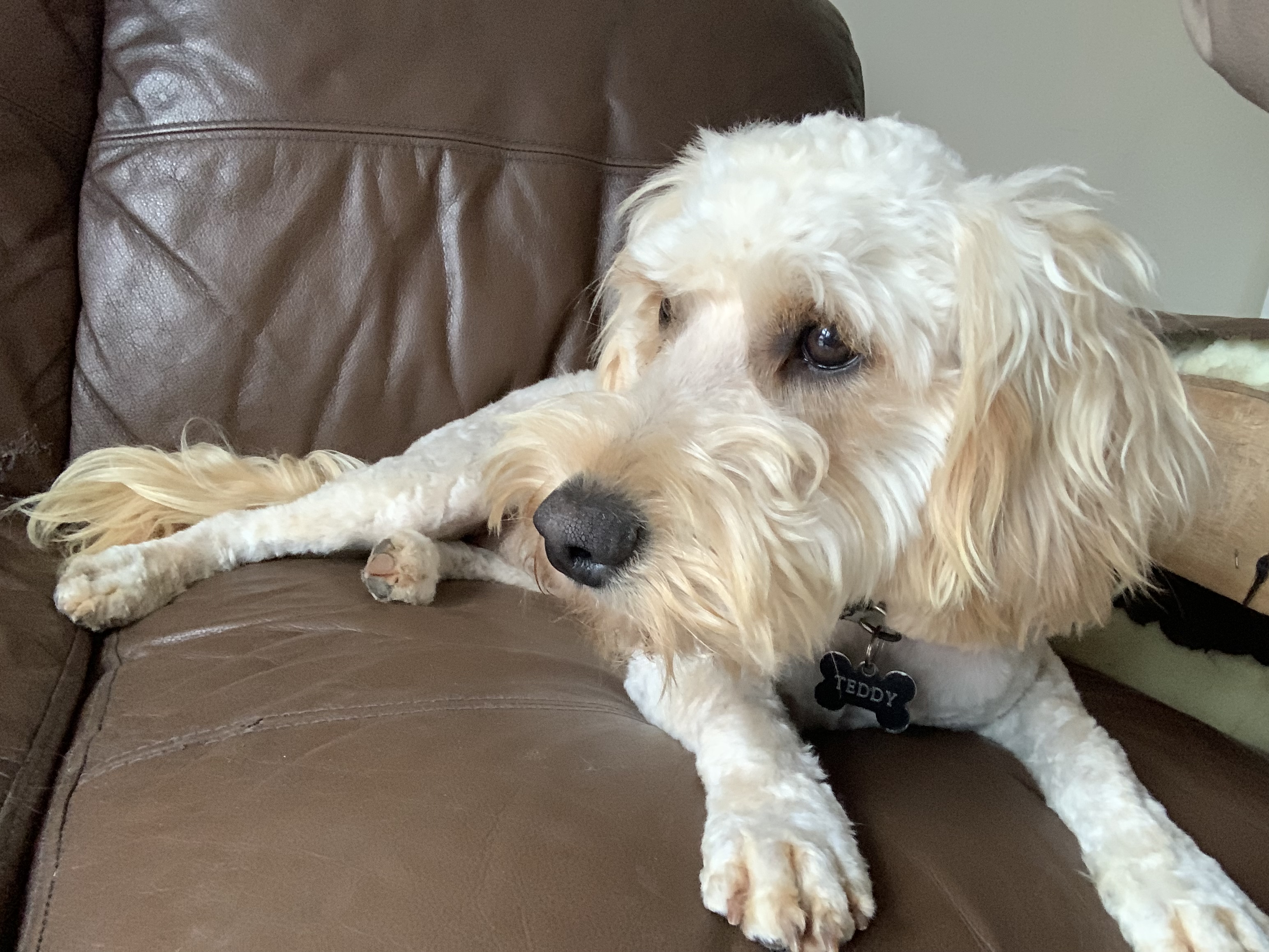 Dog Image