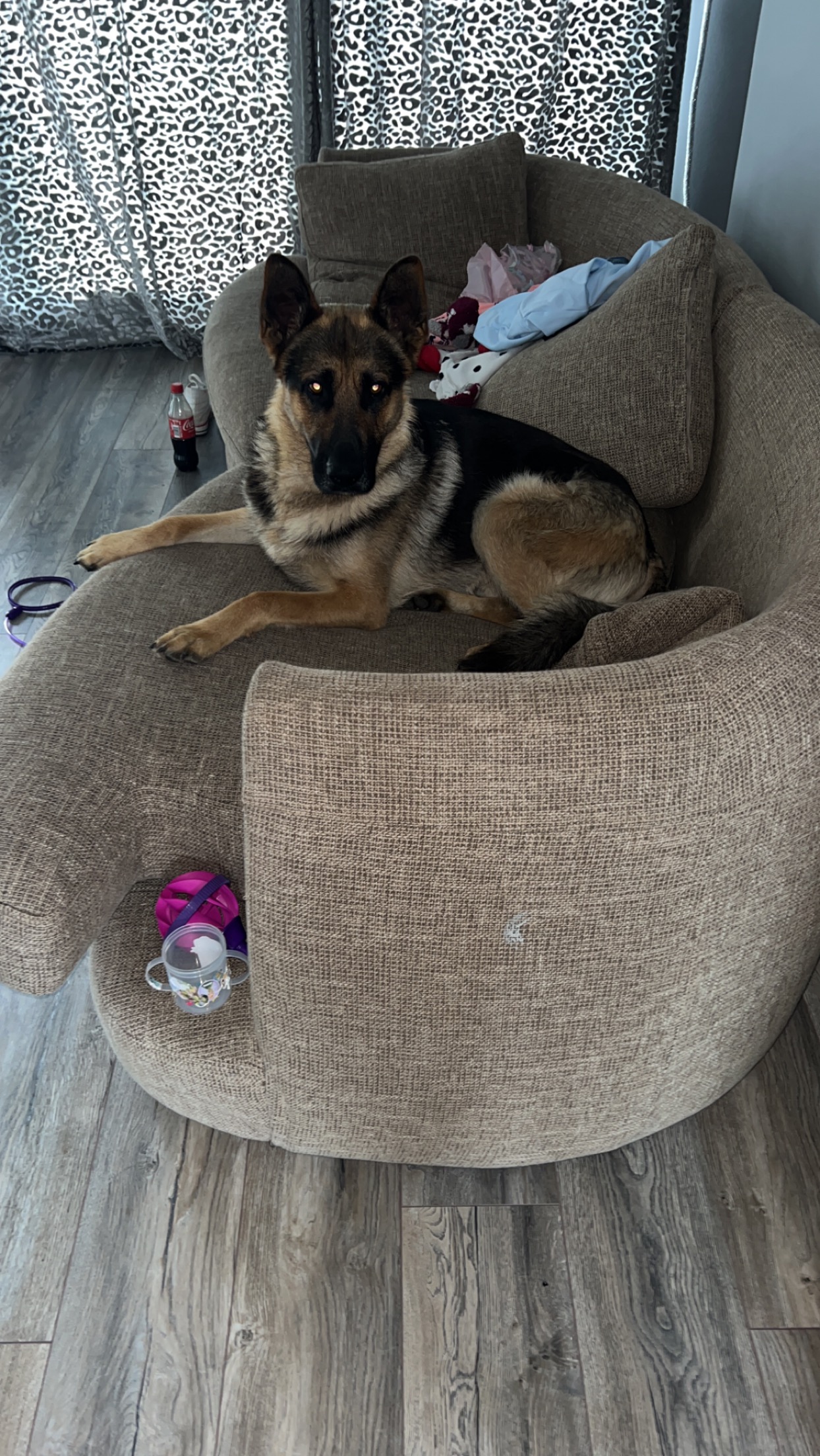 Dog Image