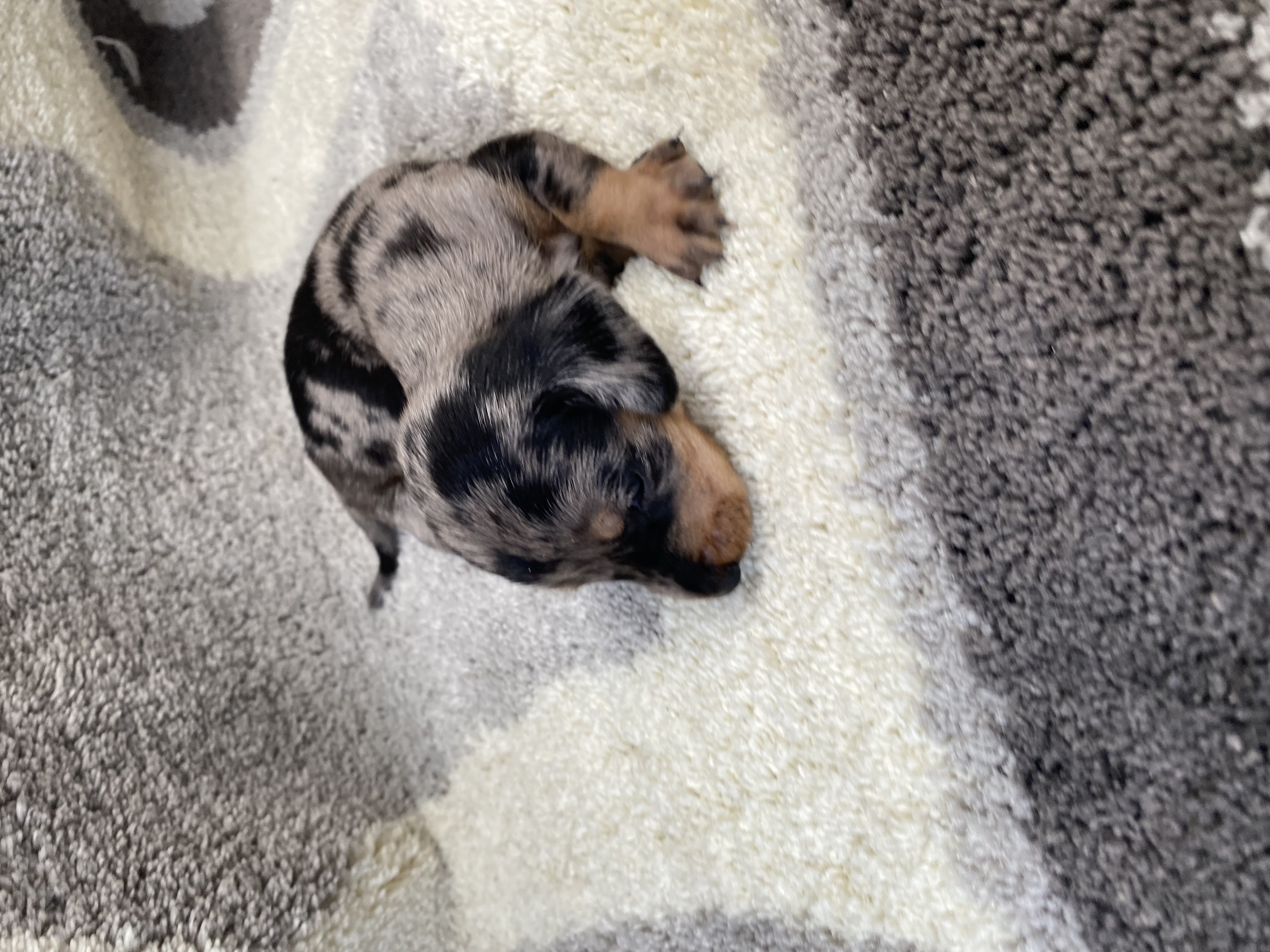Dog Image