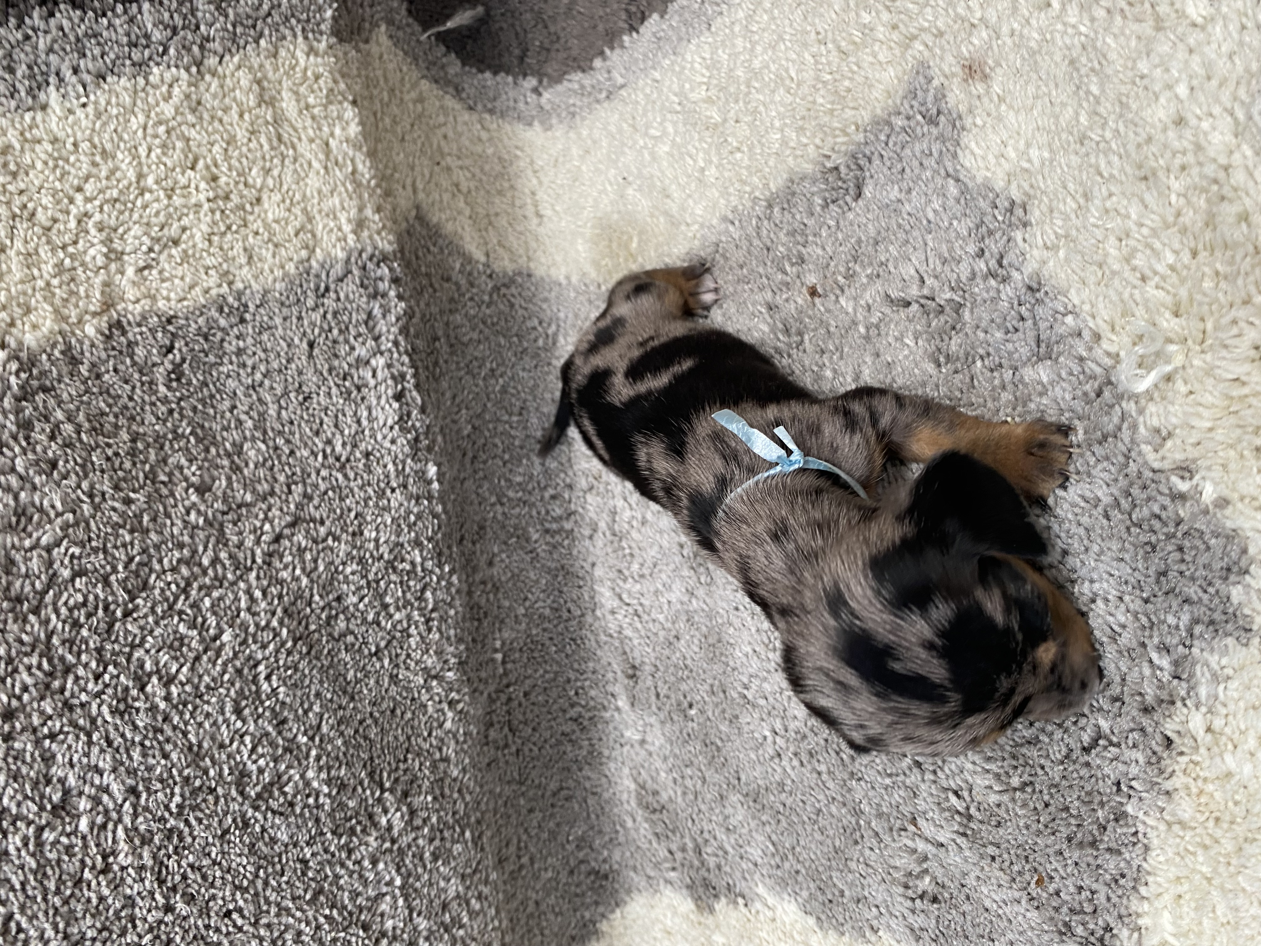 Dog Image
