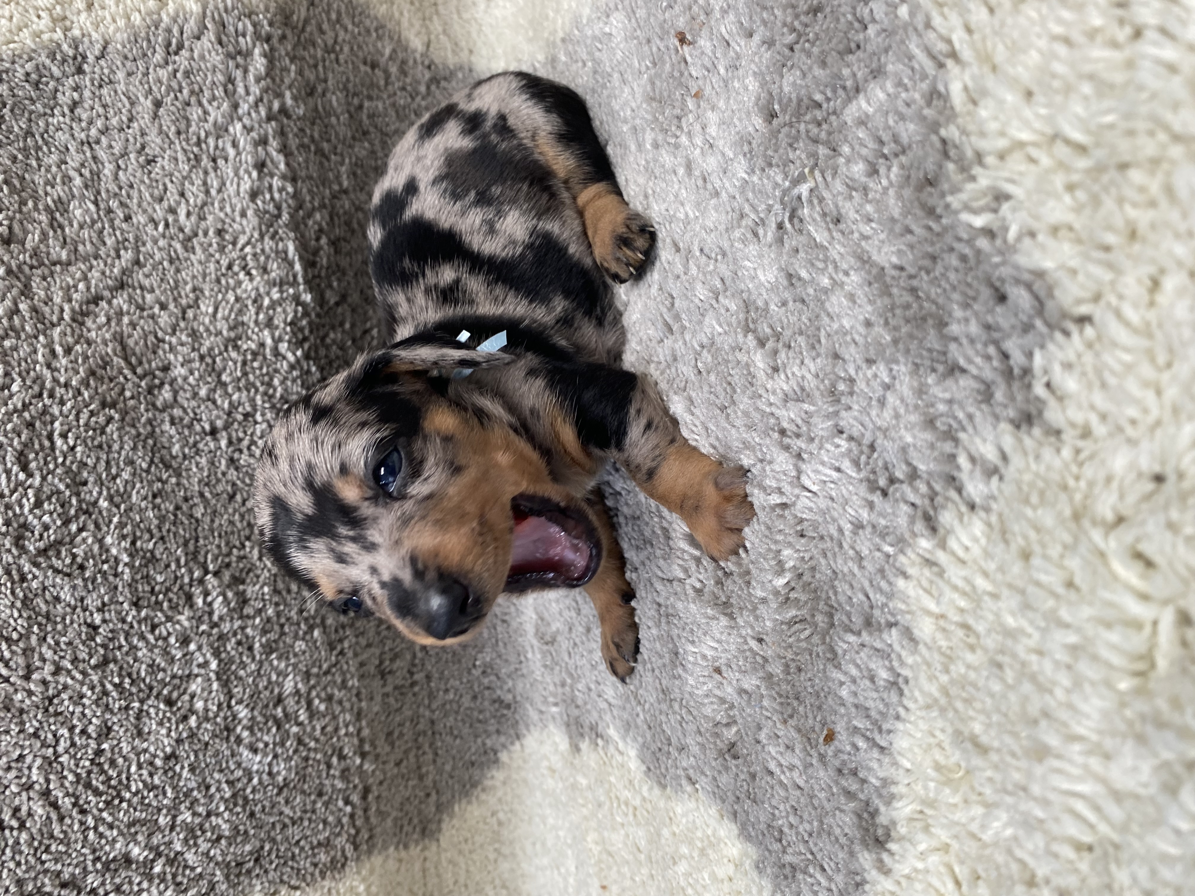 Dog Image