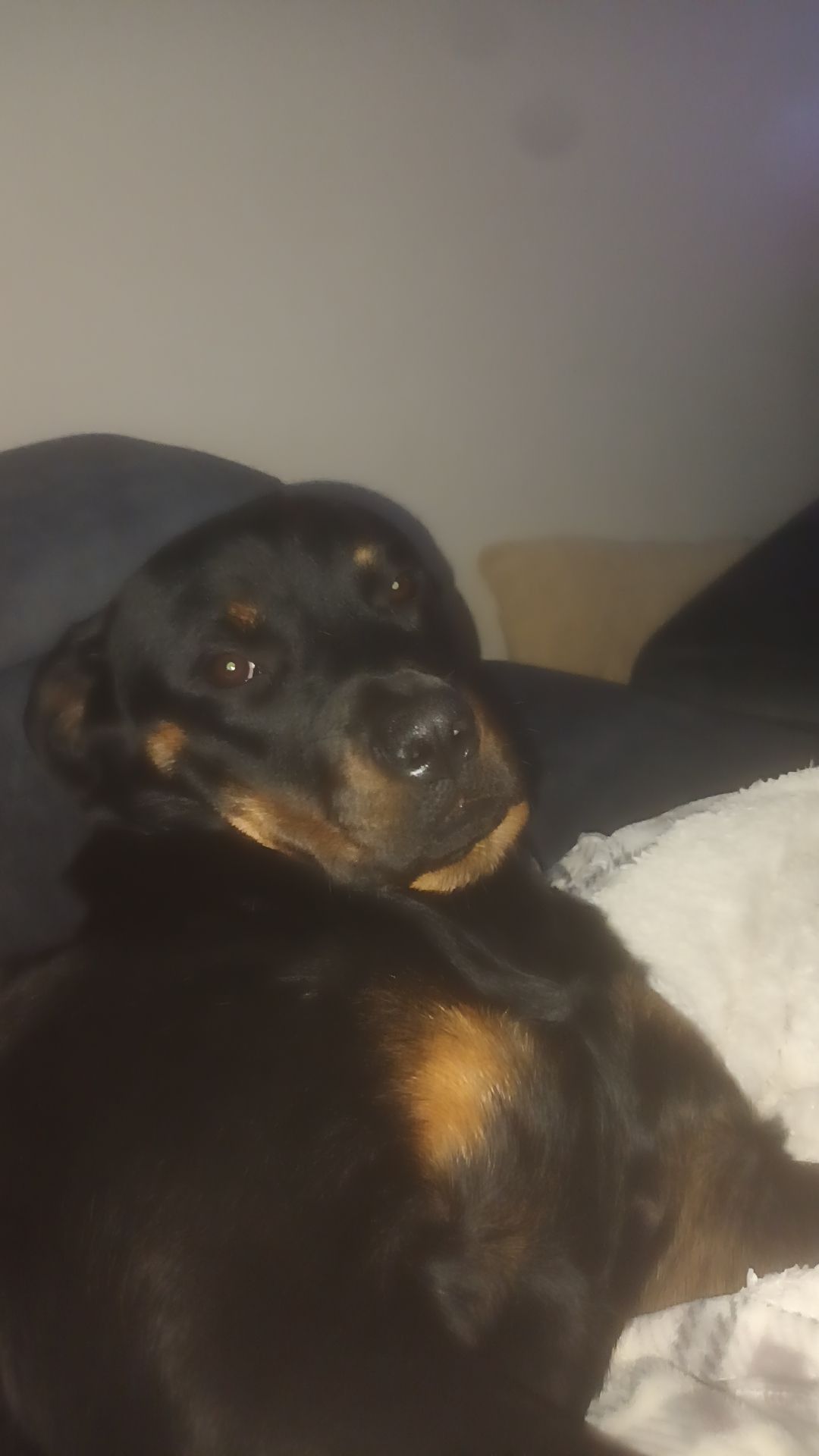 Dog Image