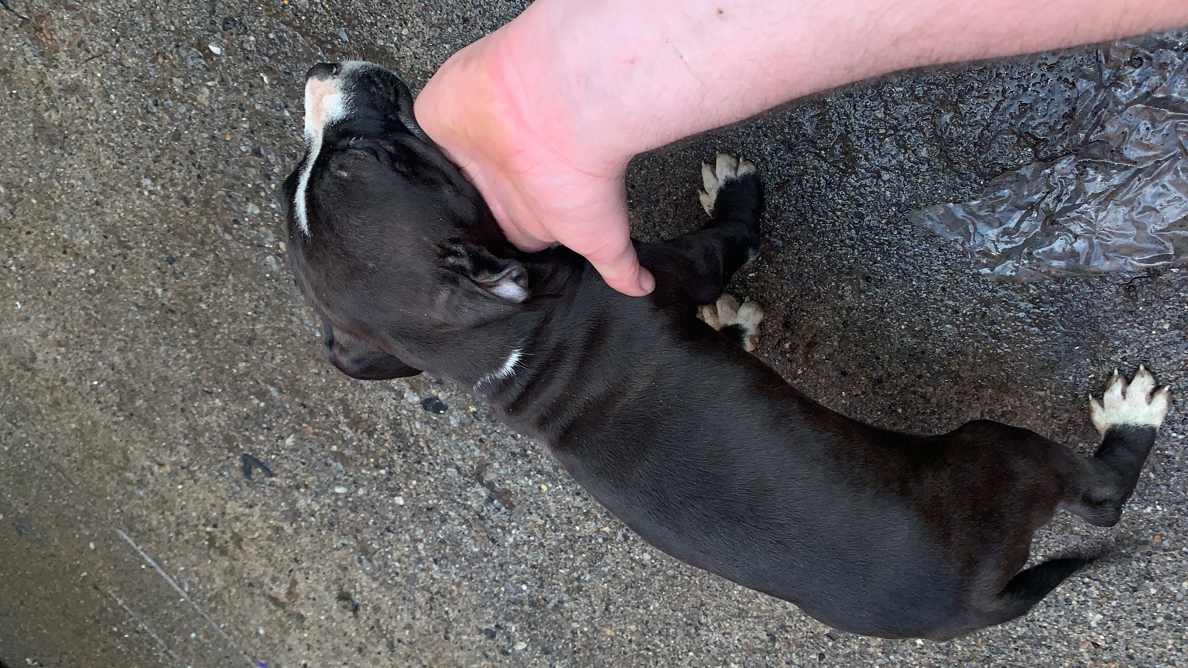 Dog Image