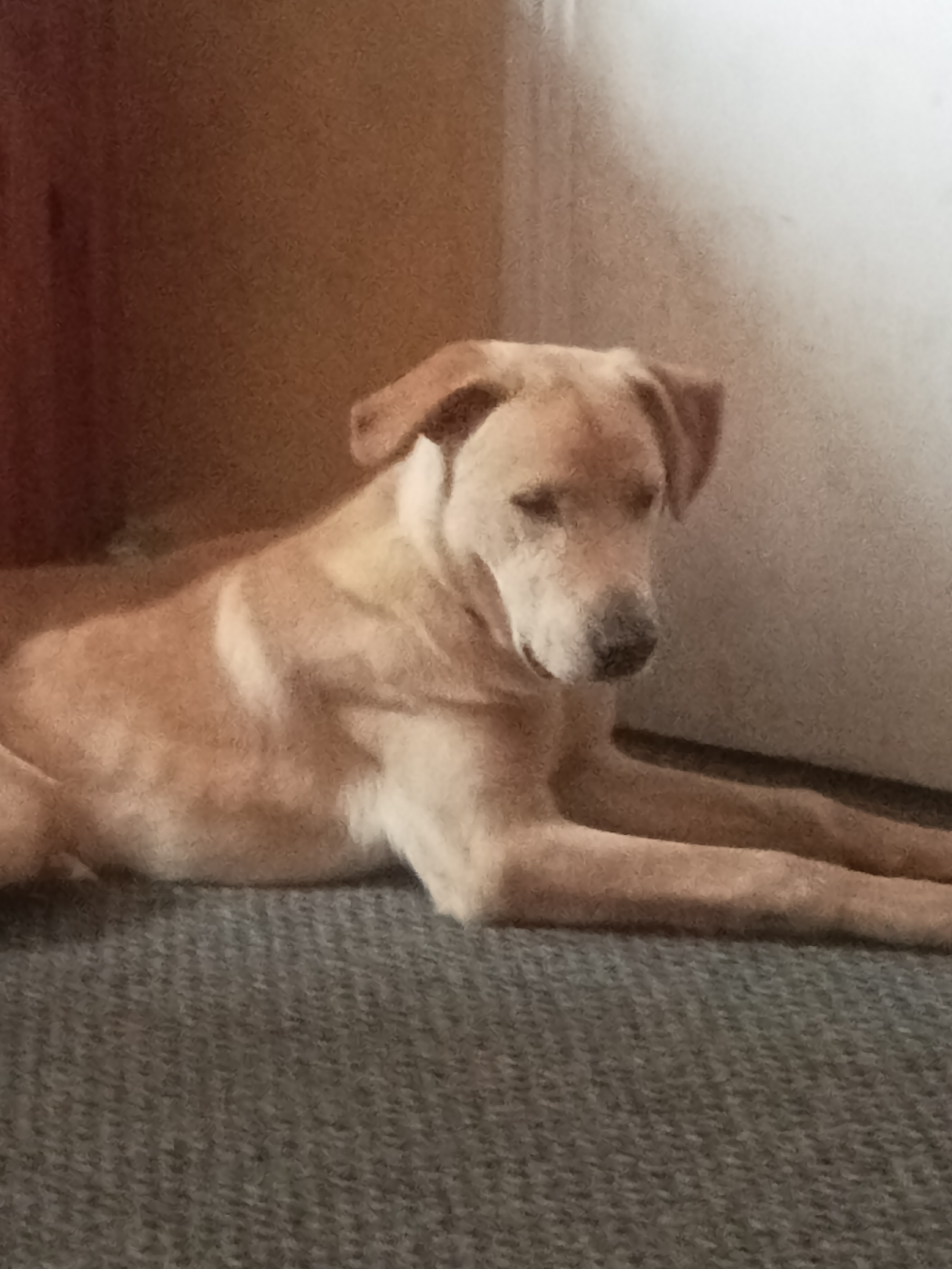 Dog Image