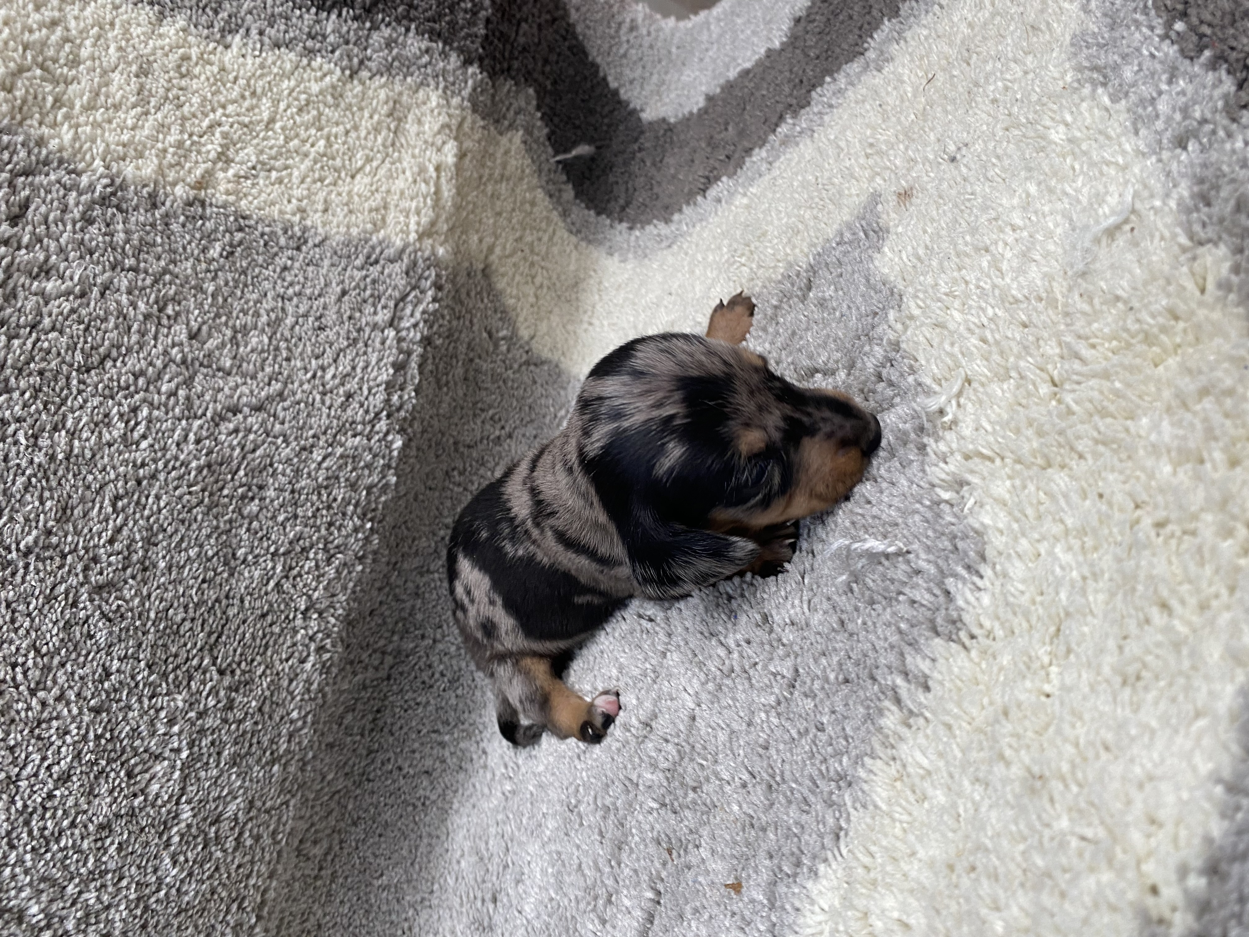 Dog Image