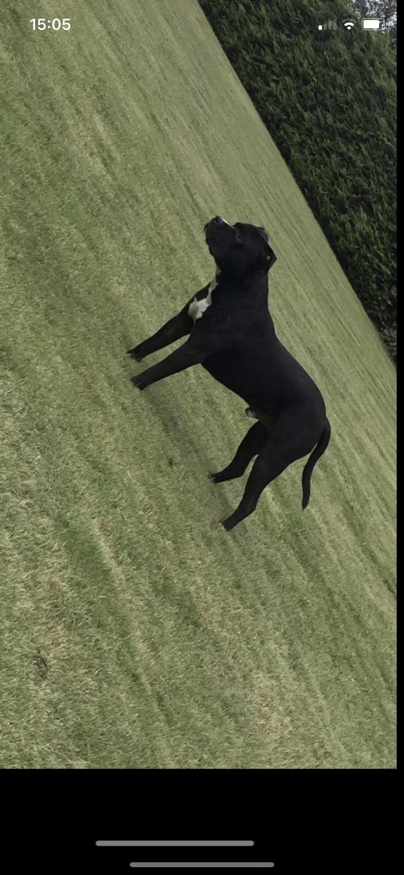 Dog Image