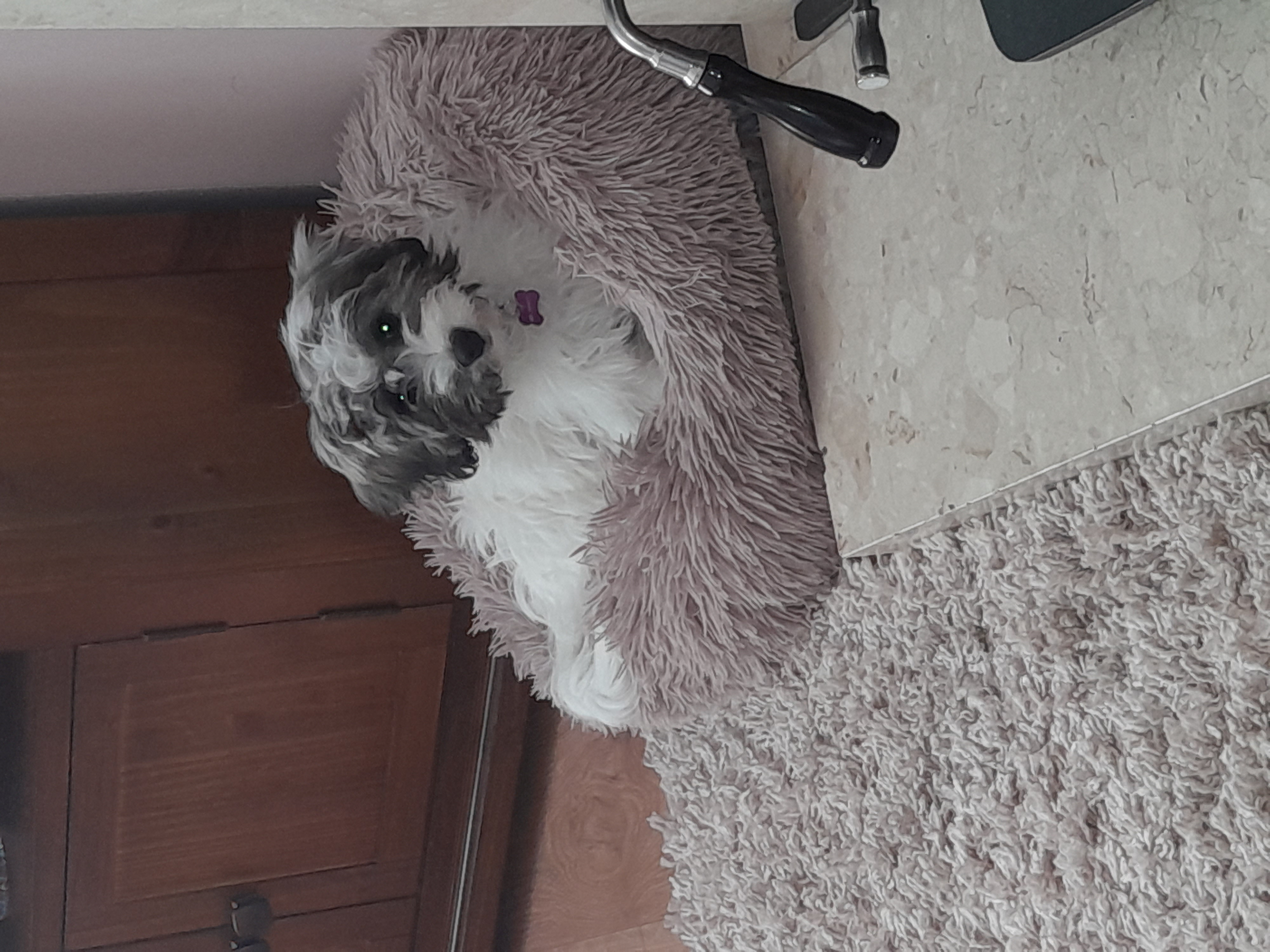 Dog Image