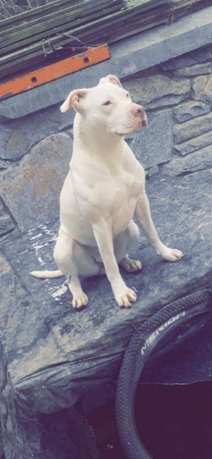 Dog Image