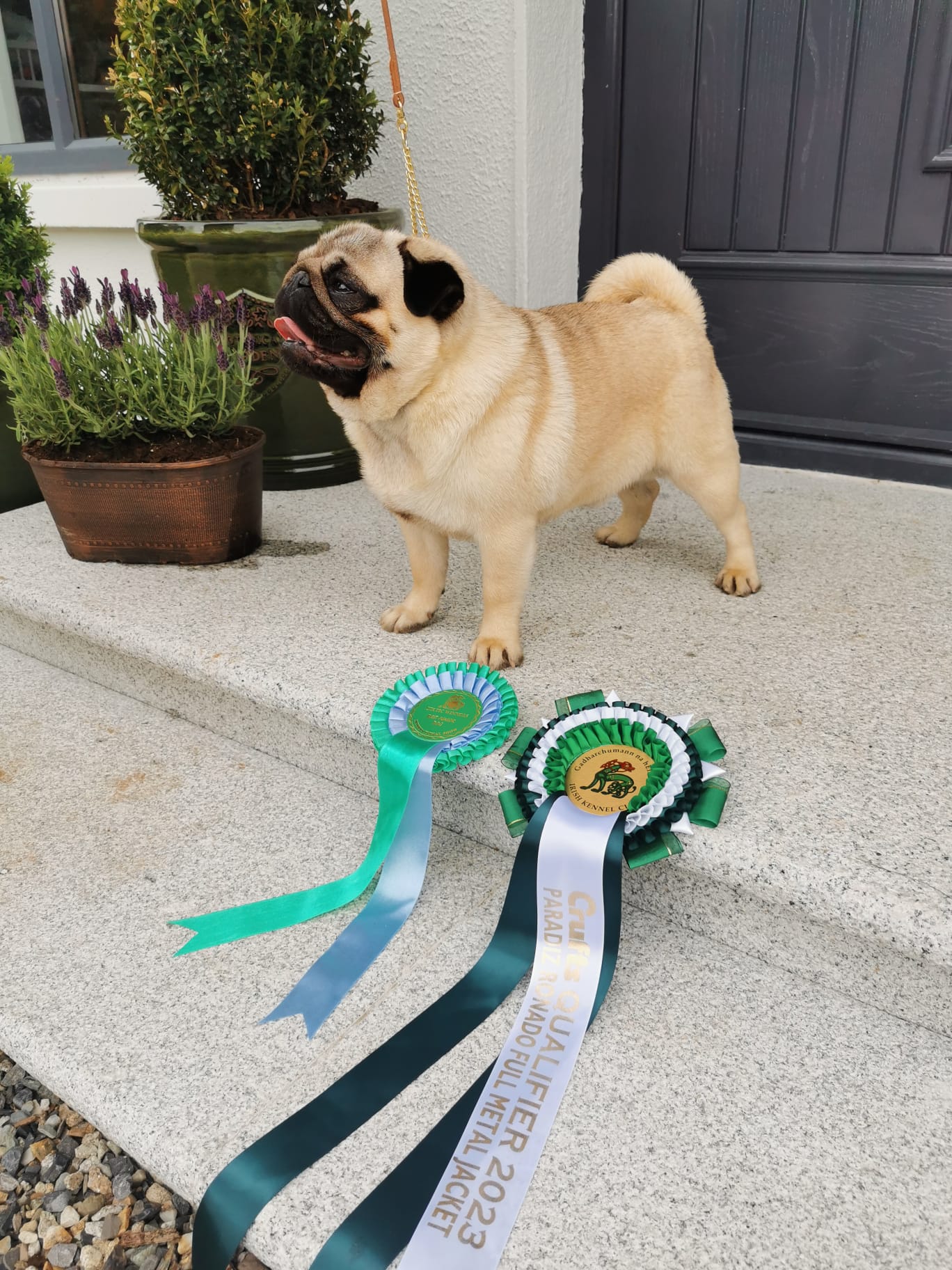 Dog Image