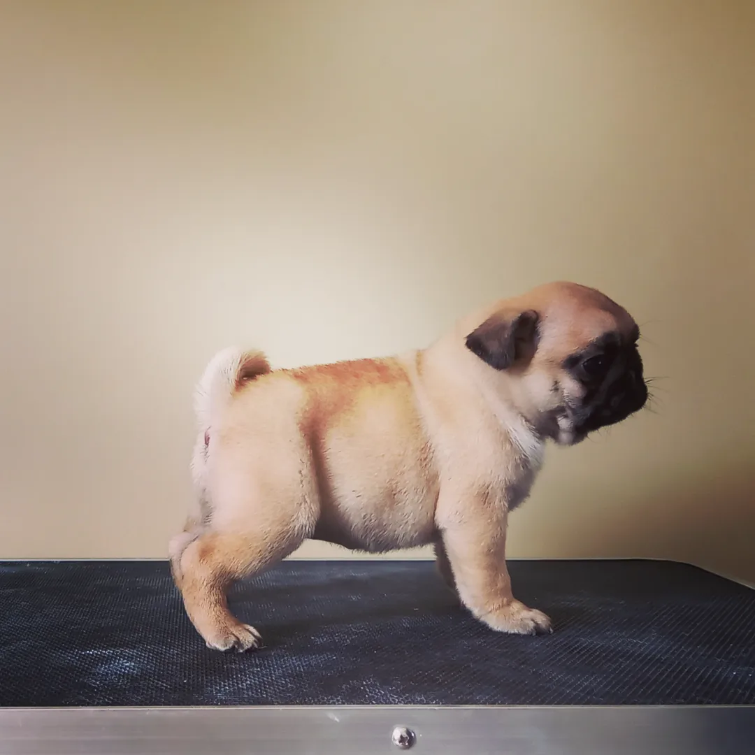 Dog Image
