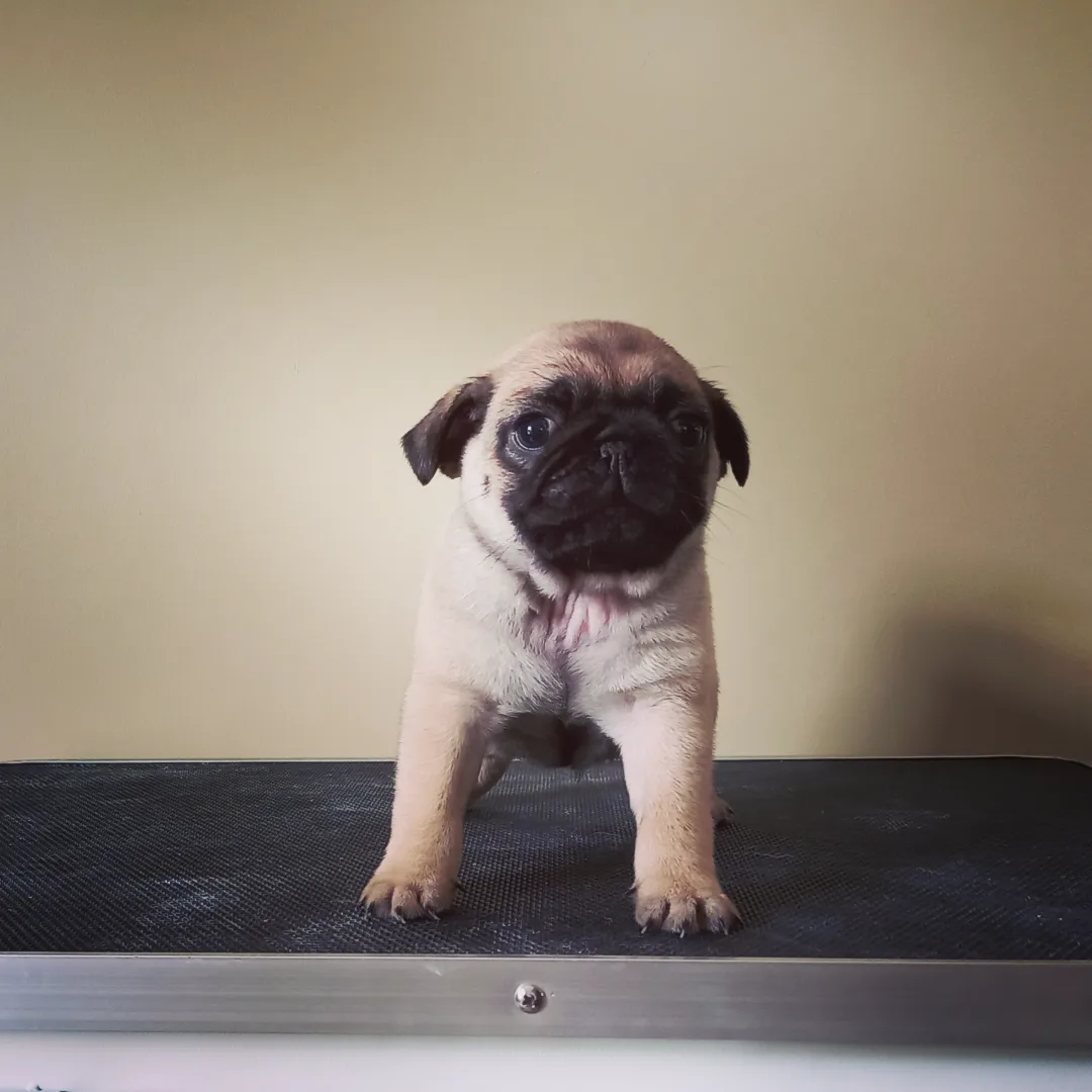 Dog Image