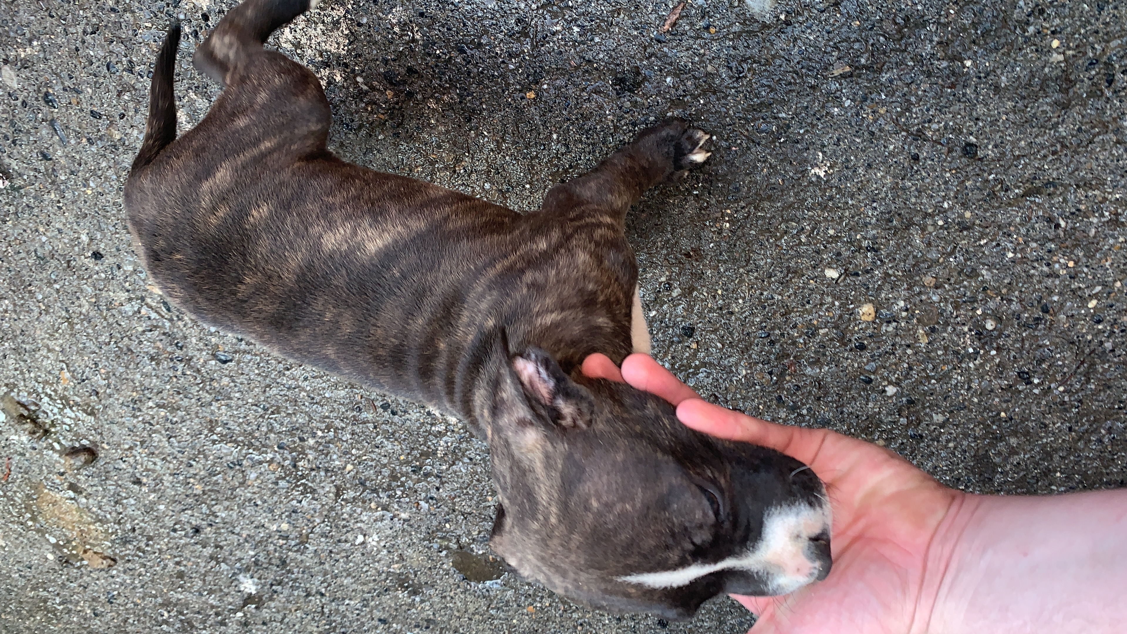 Dog Image
