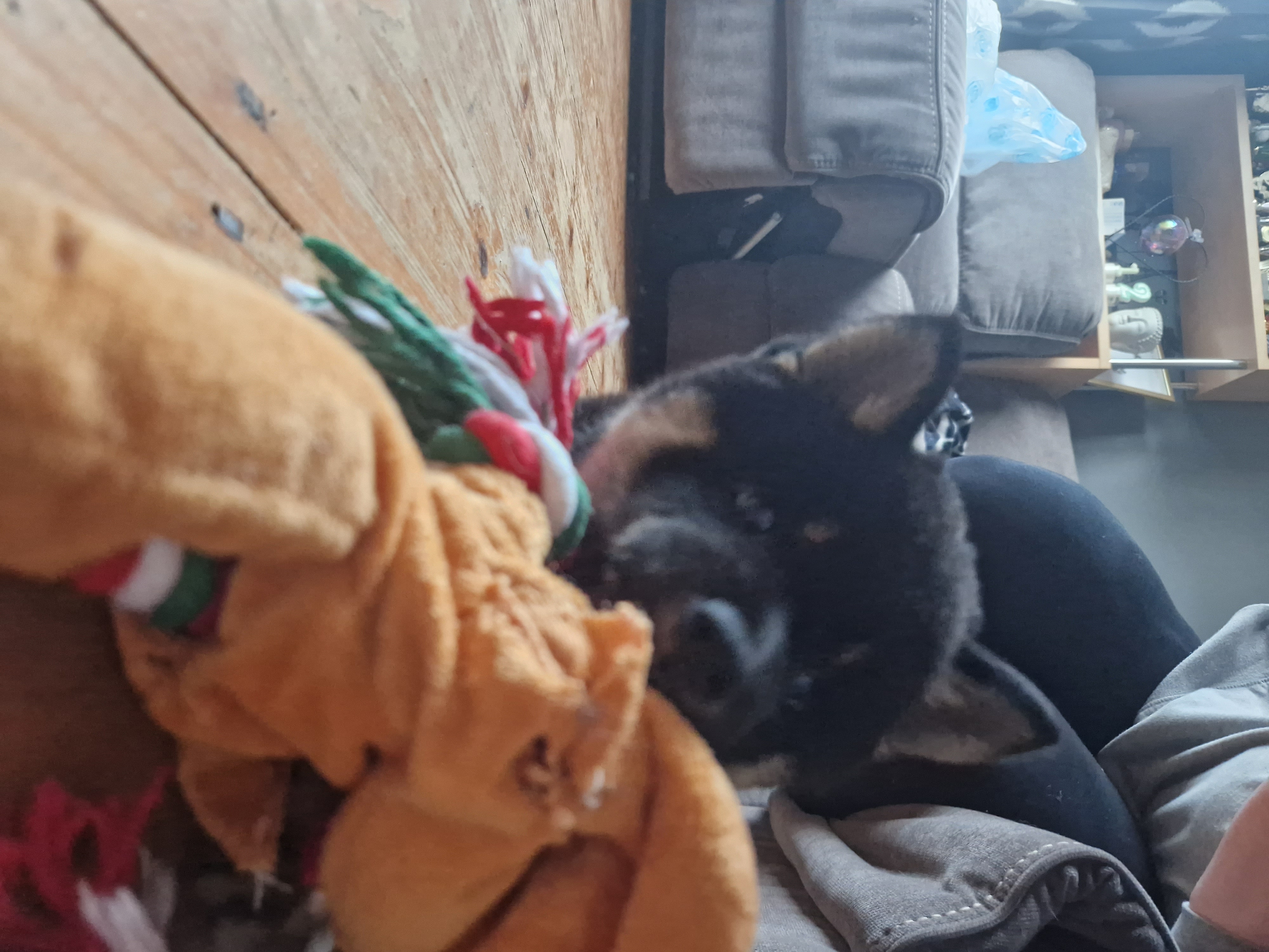 Dog Image