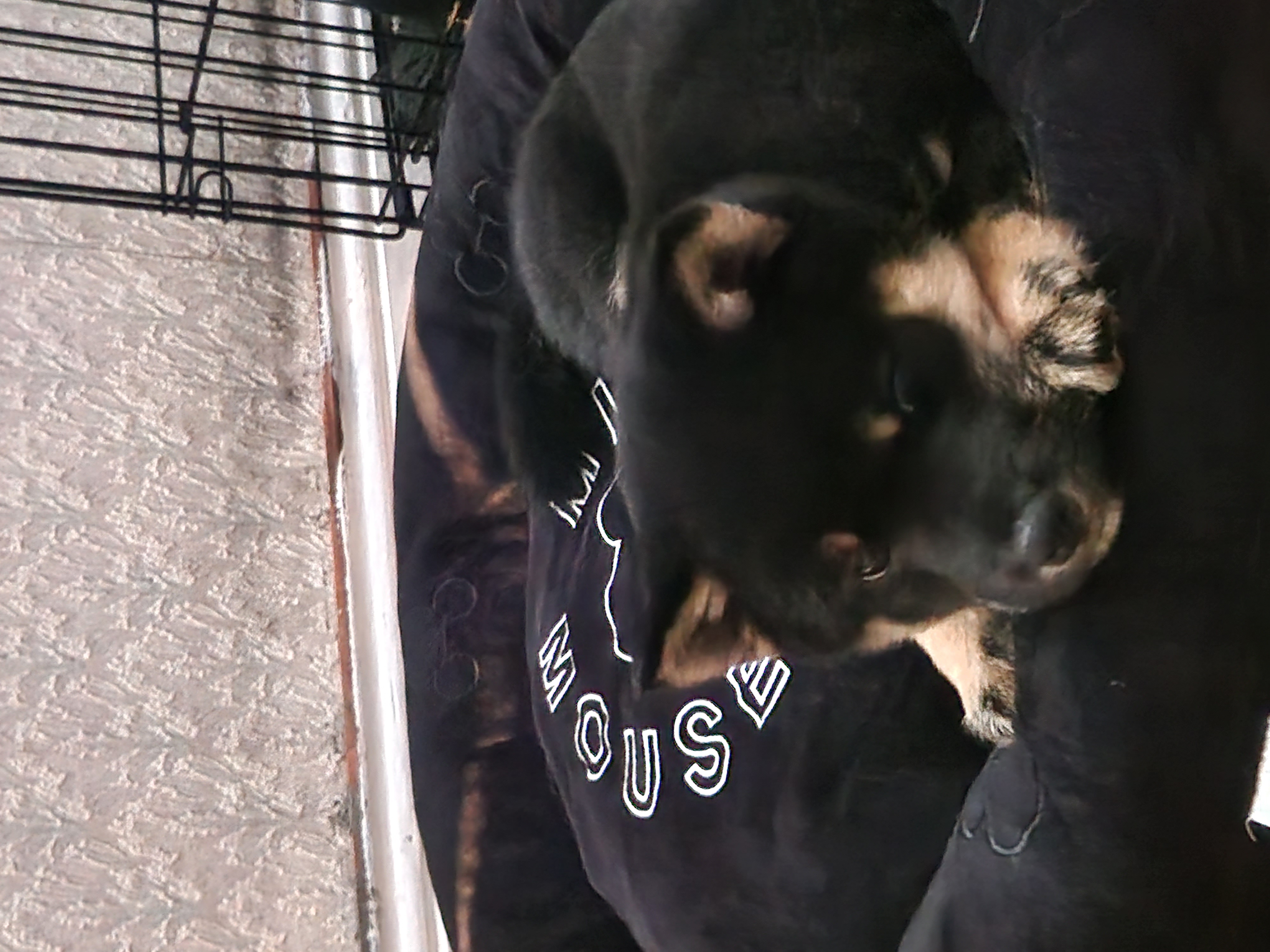 Dog Image