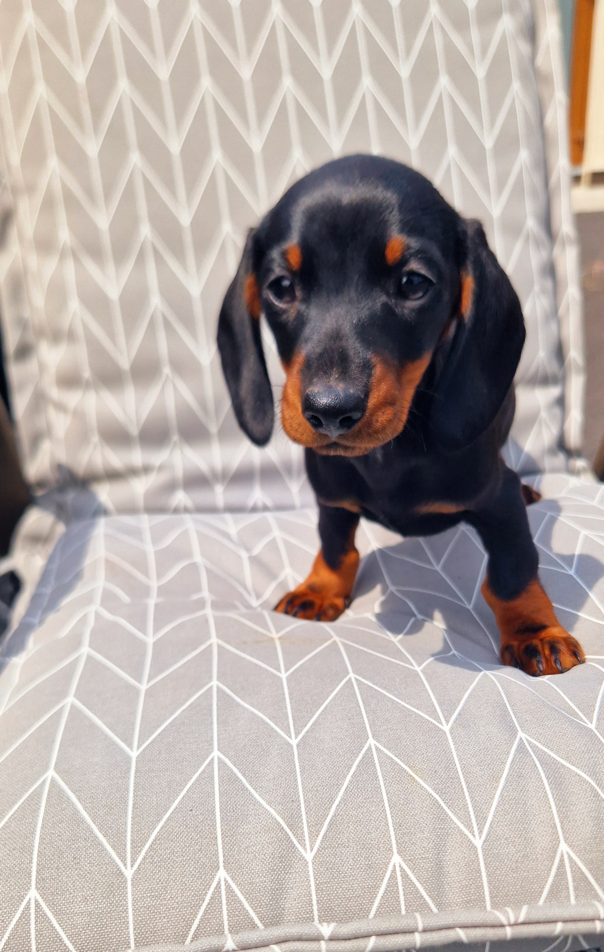 Dog Image