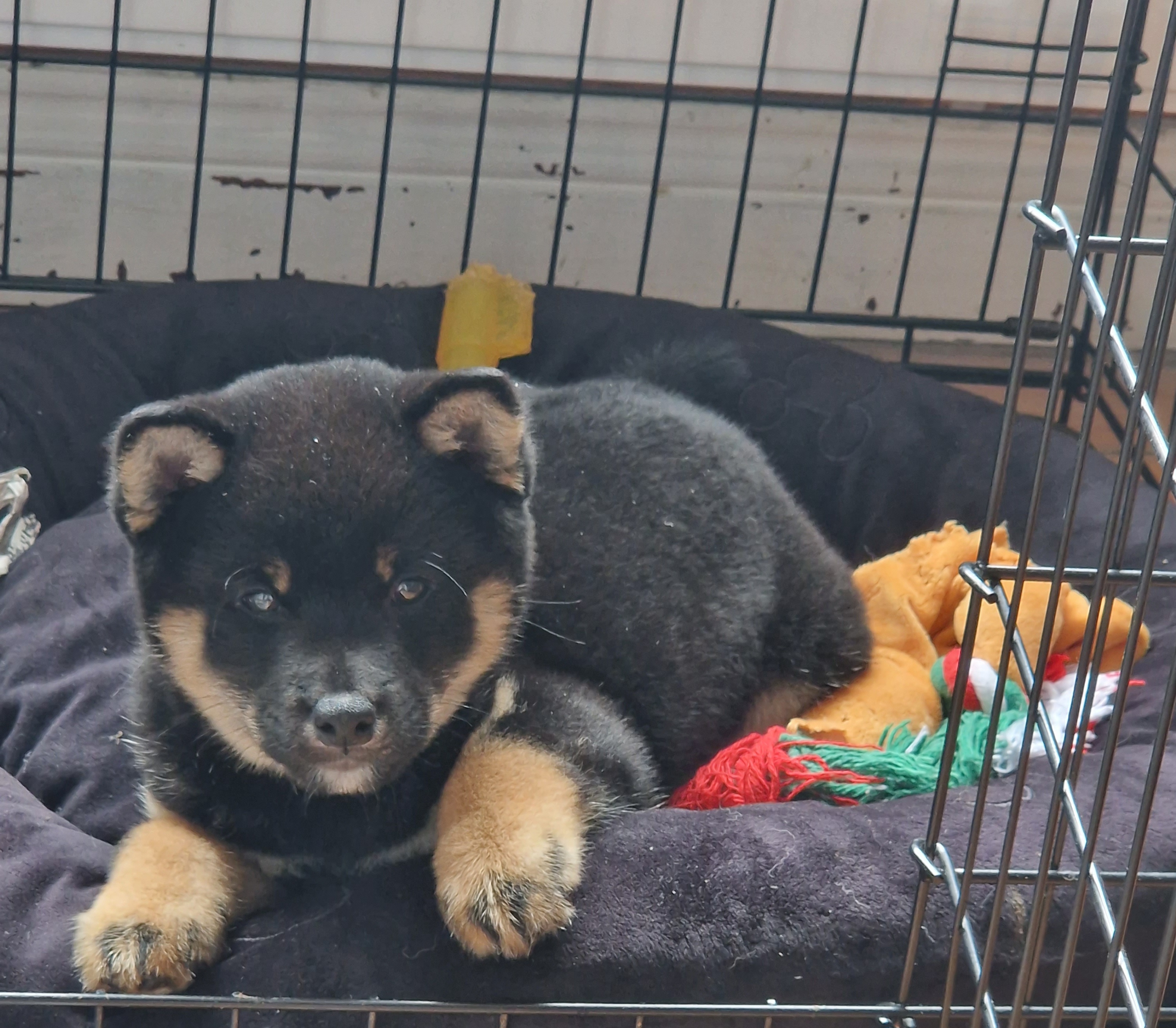 Dog Image