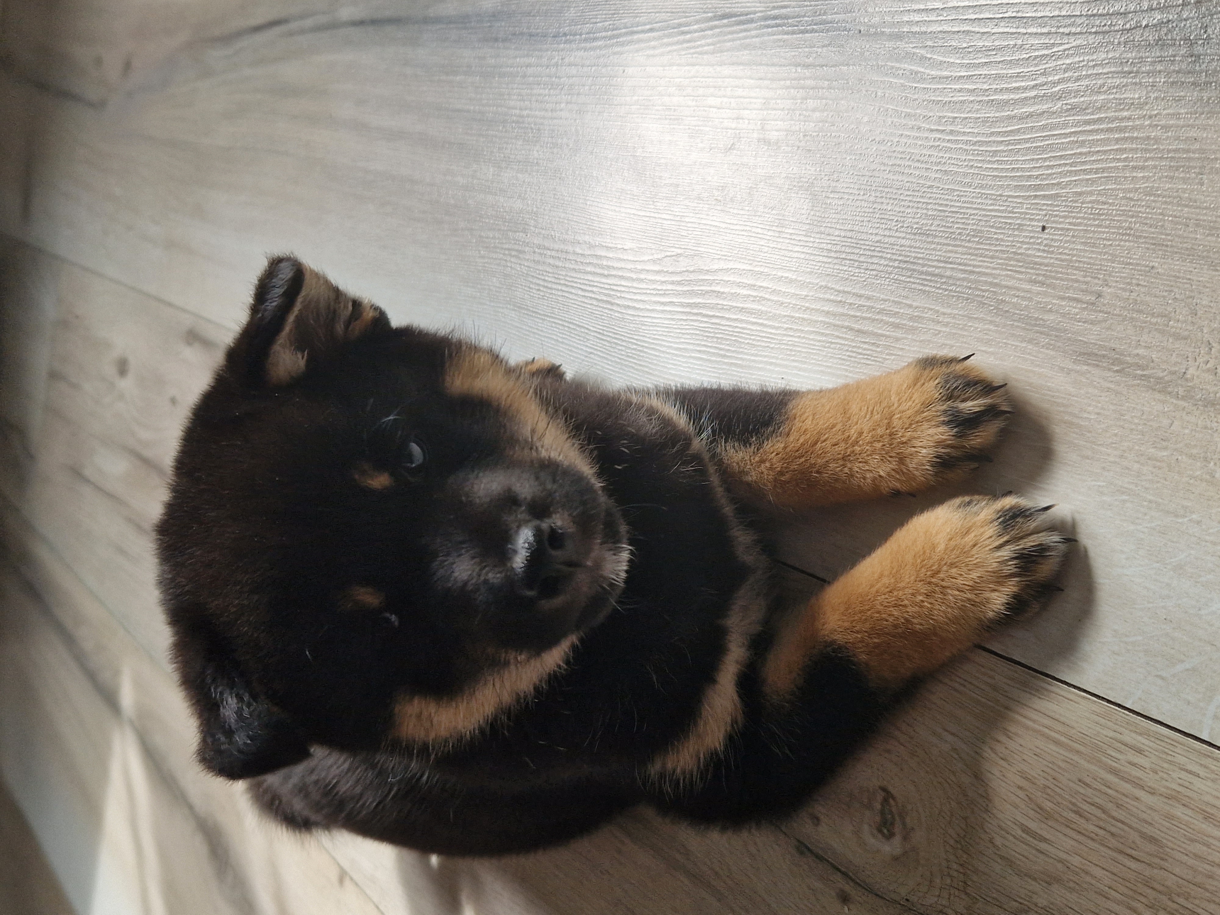 Dog Image