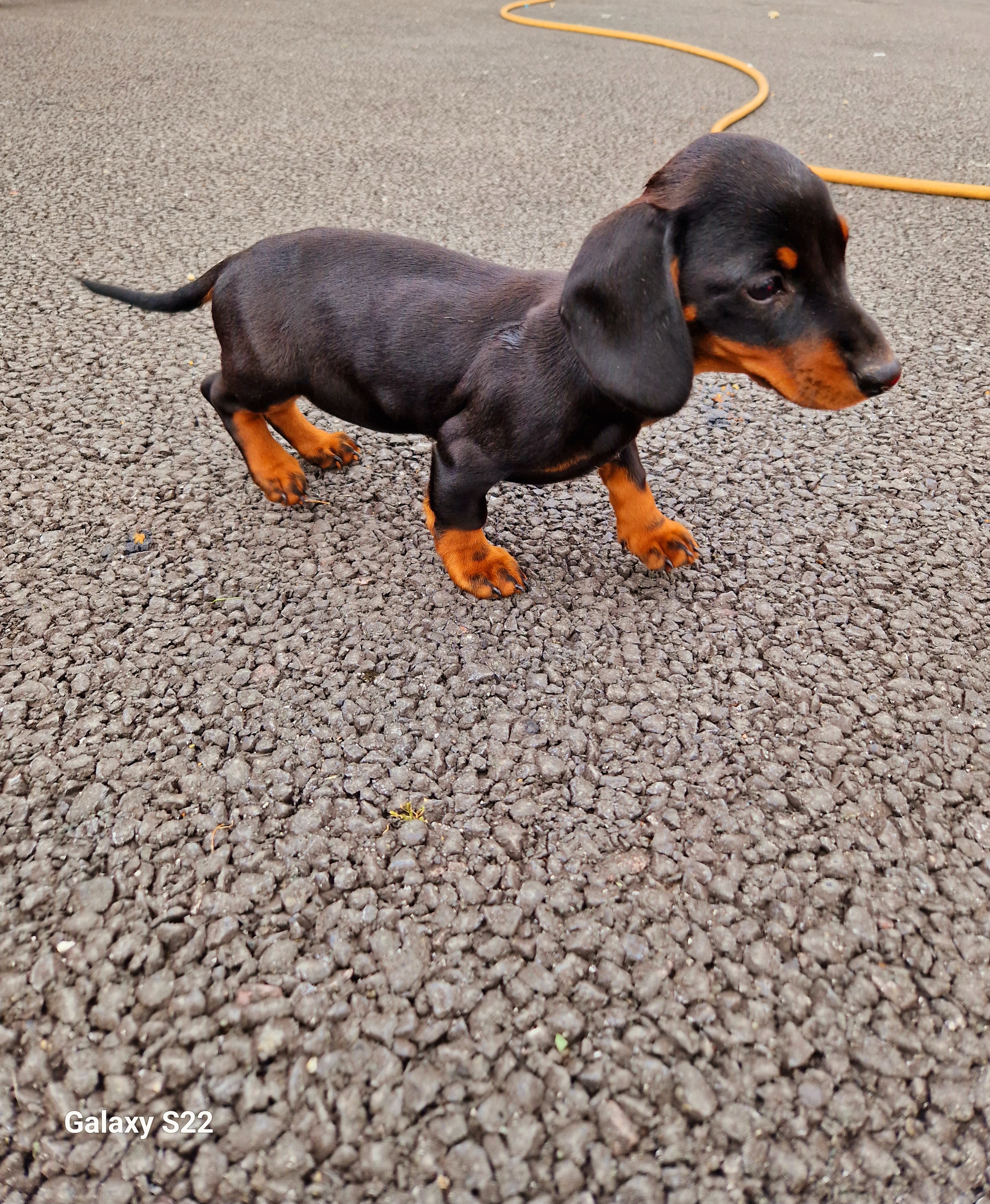 Dog Image