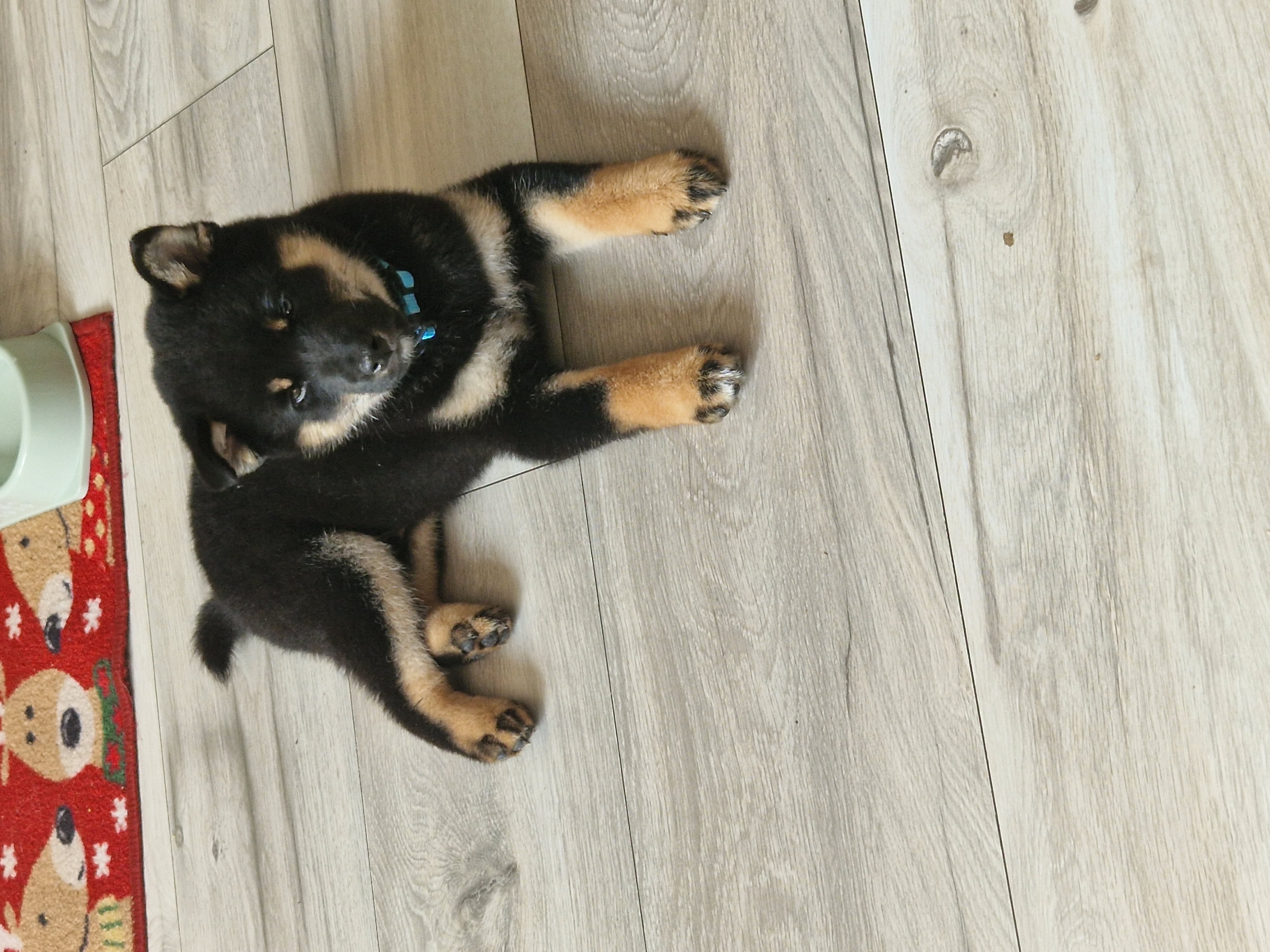 Dog Image