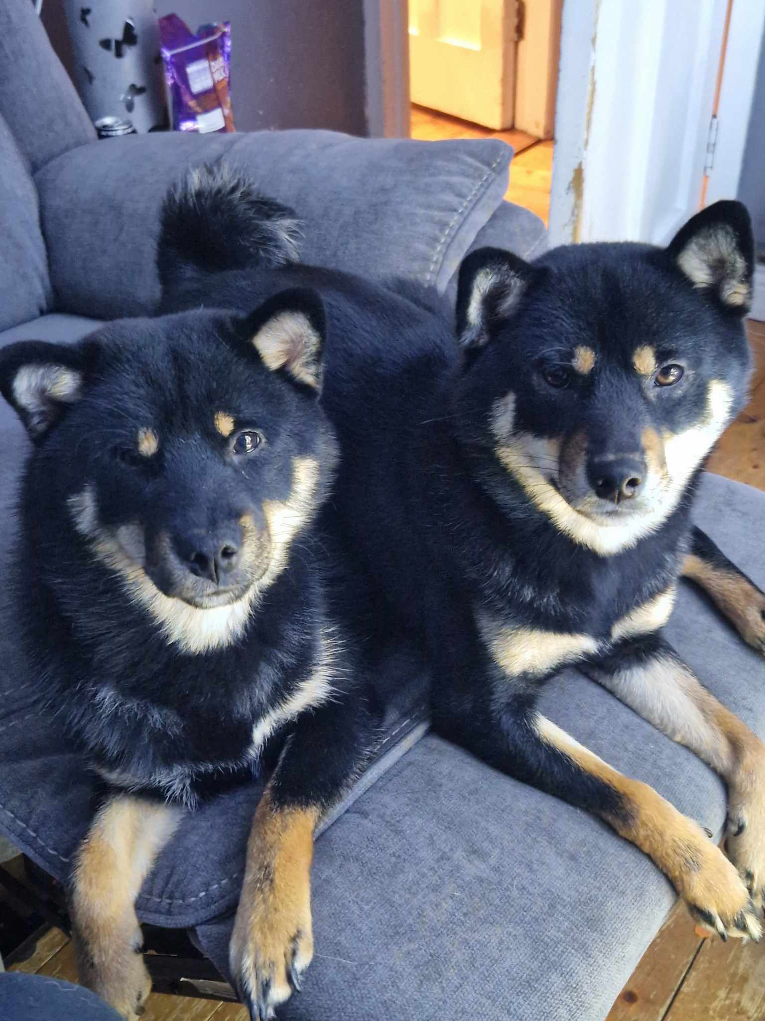 Dog Image