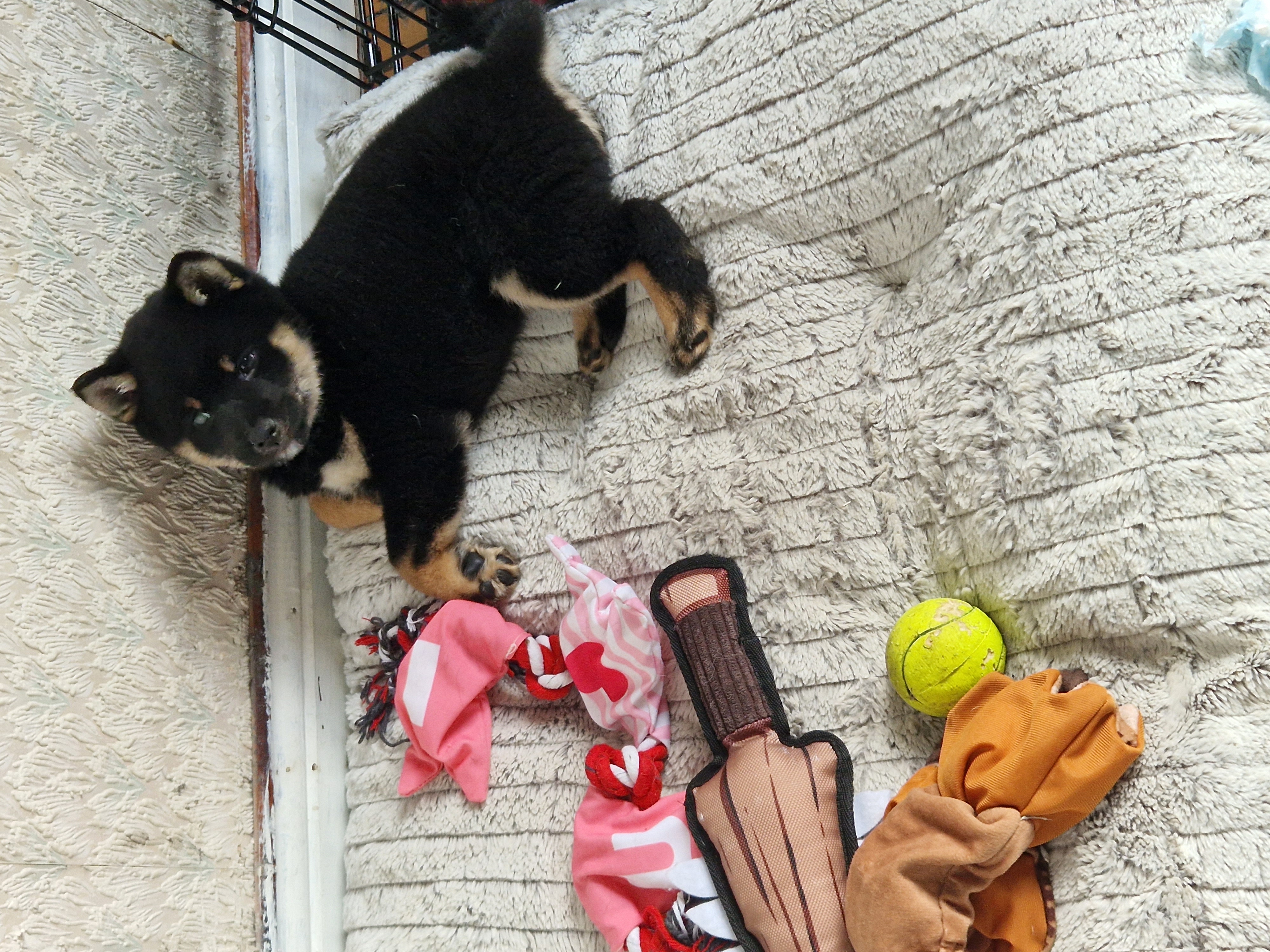 Dog Image