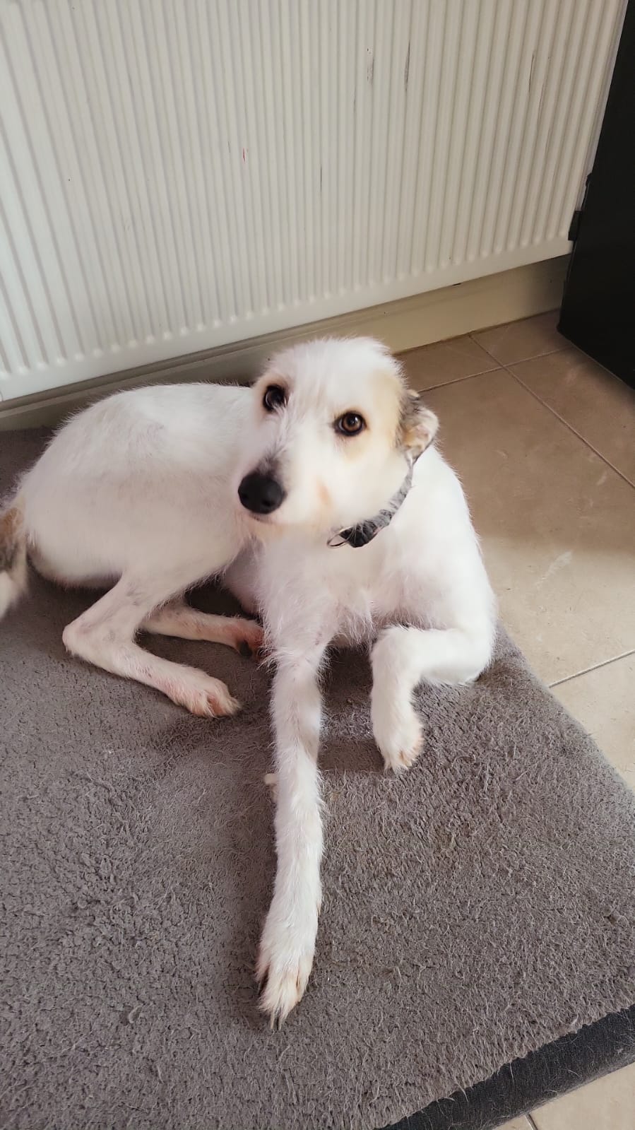 Dog Image