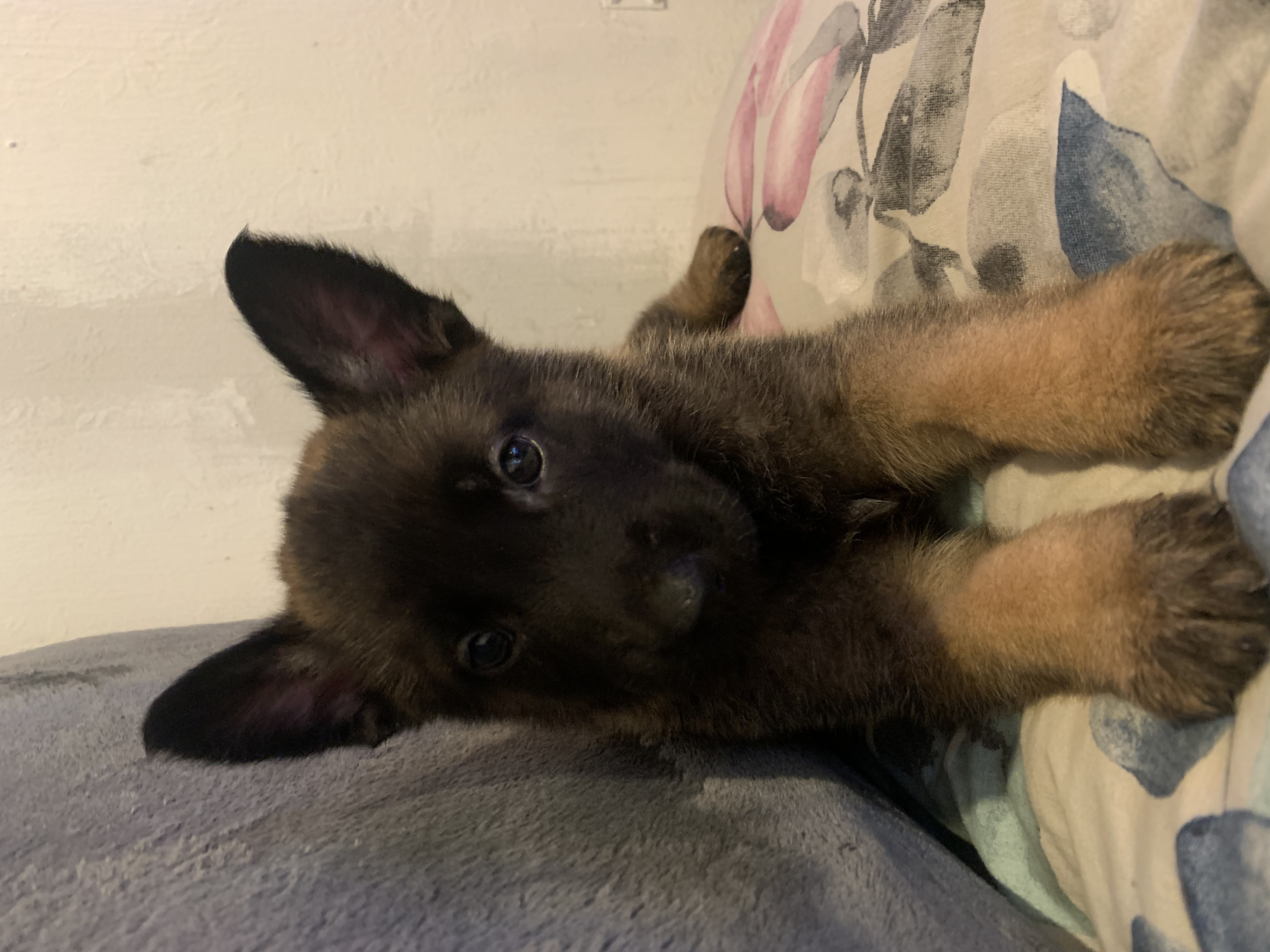 Dog Image