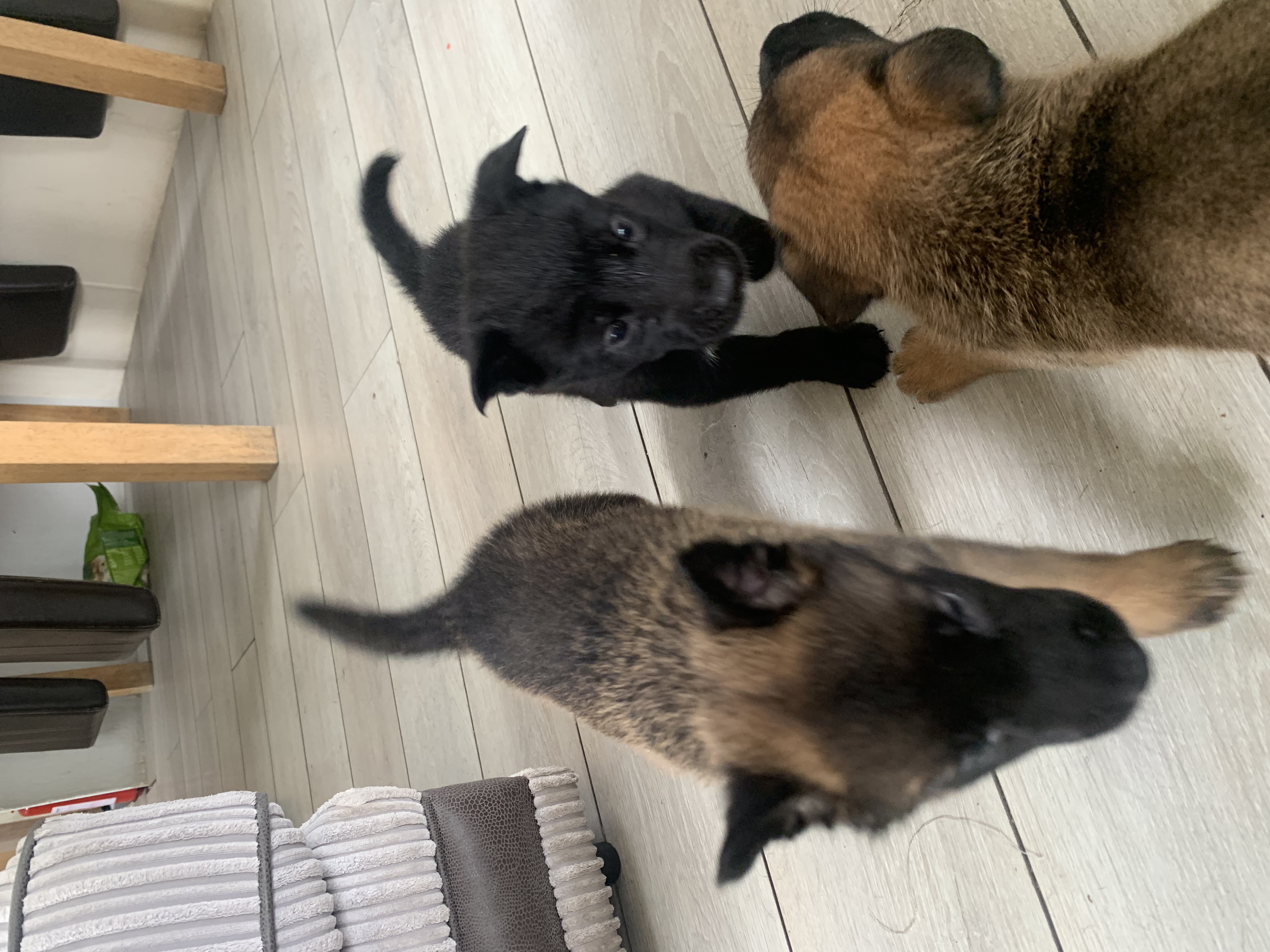Dog Image