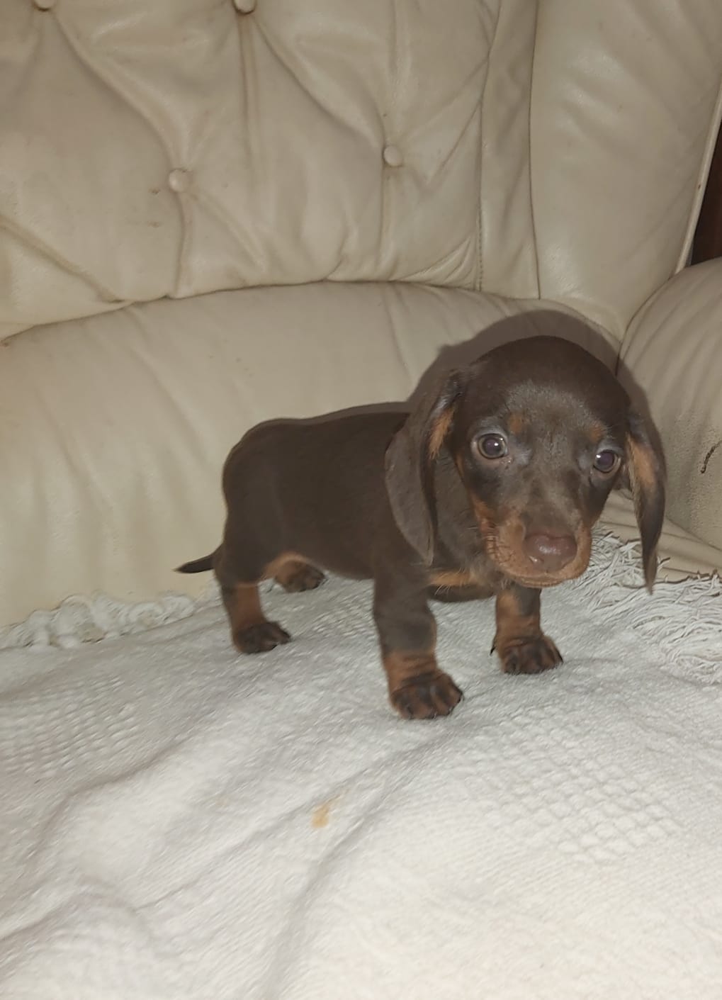 Dog Image