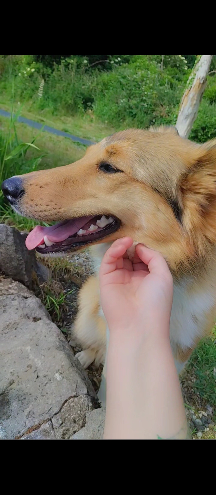Dog Image