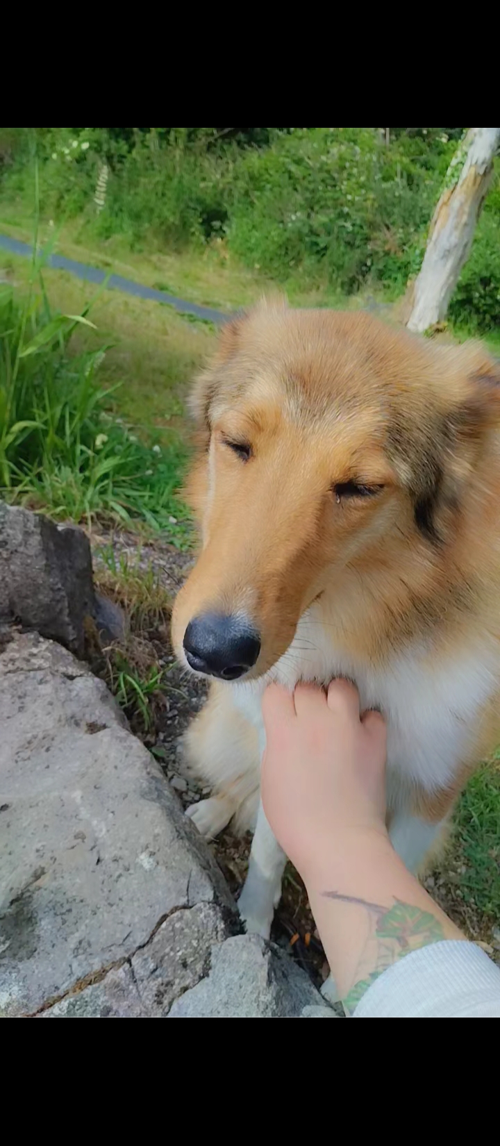 Dog Image